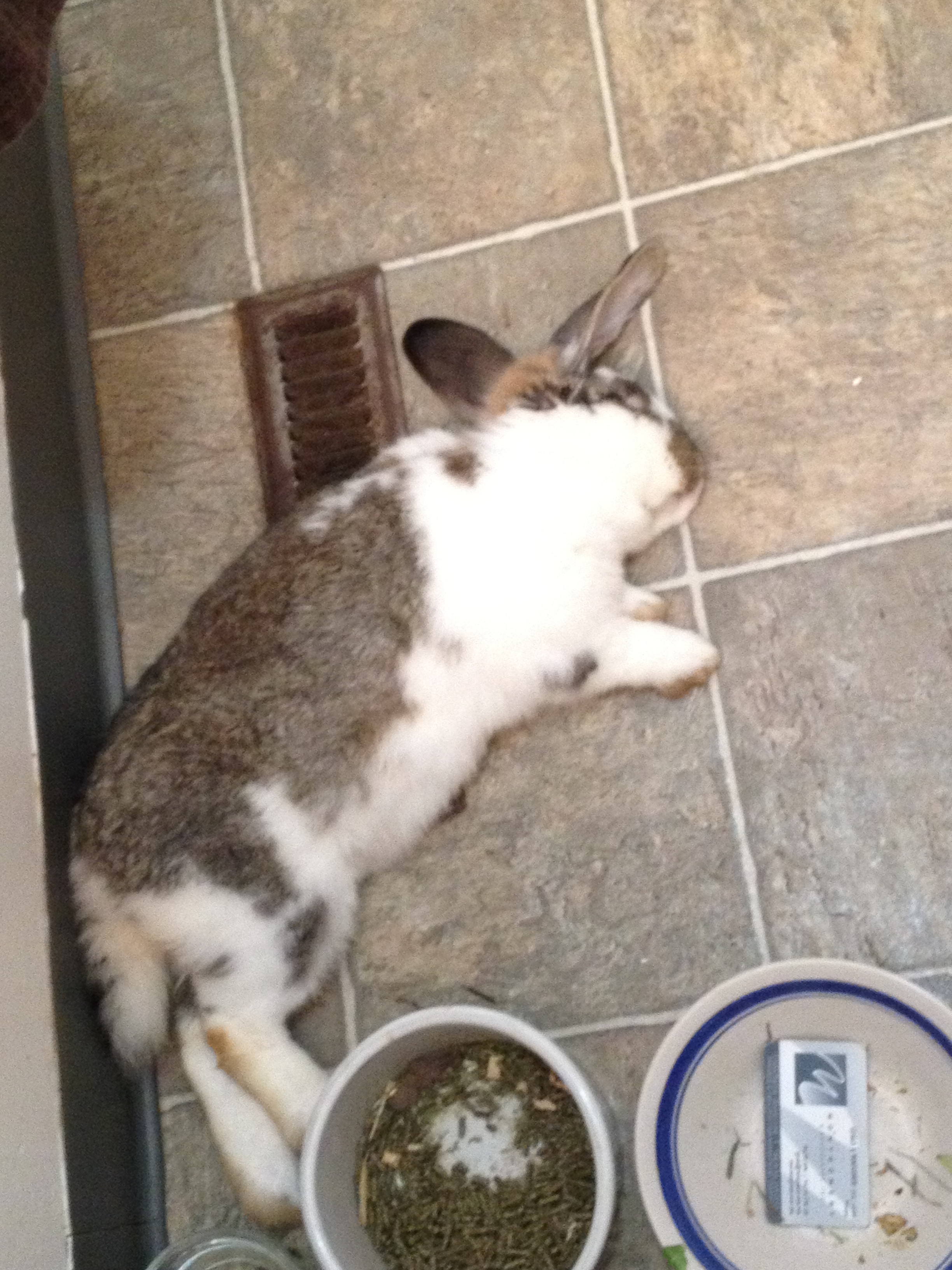 Food coma! (Although not a chicken, he is part of the farm!" Meet Harry.