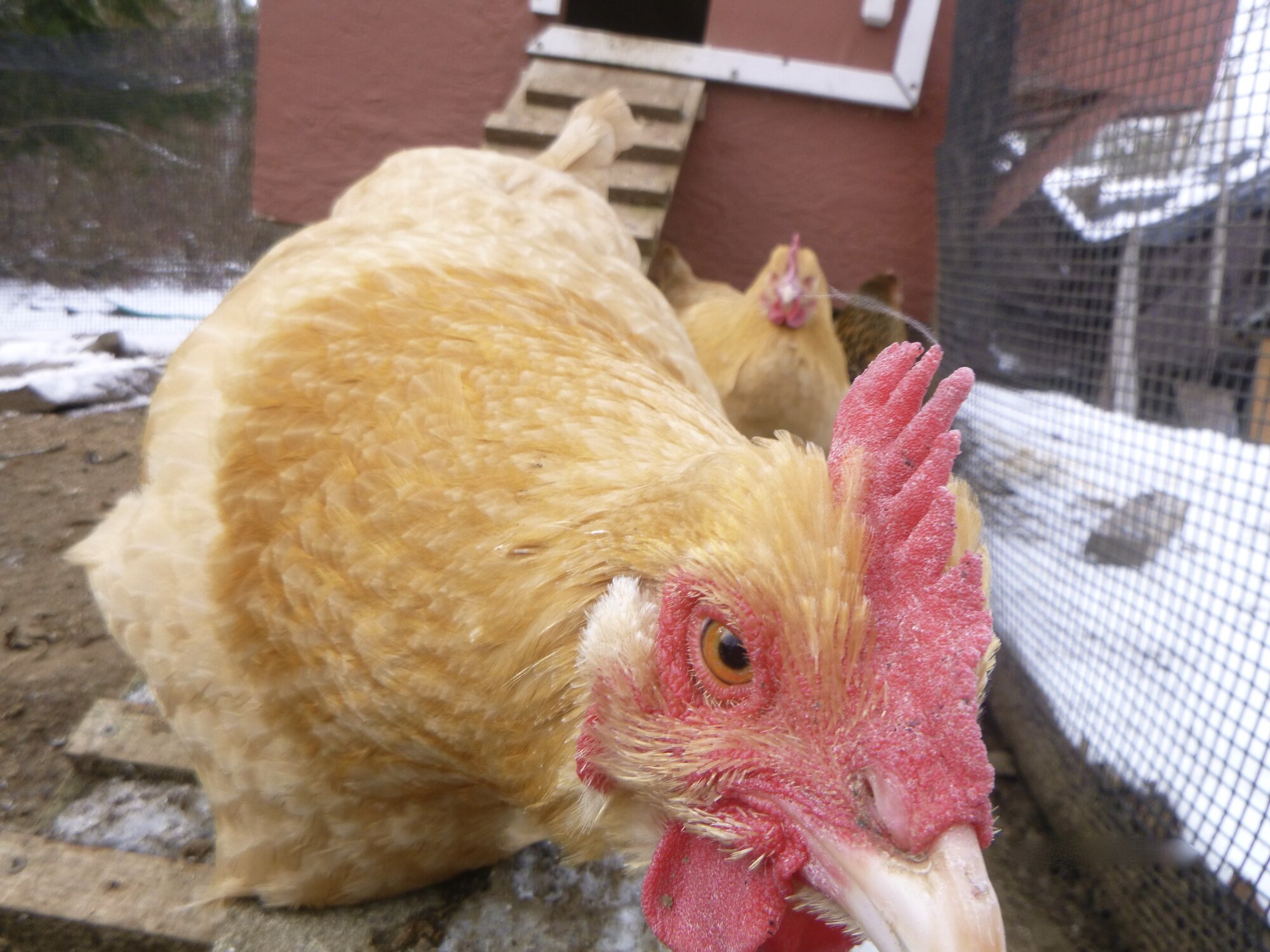 "Food? Do you have any food??"