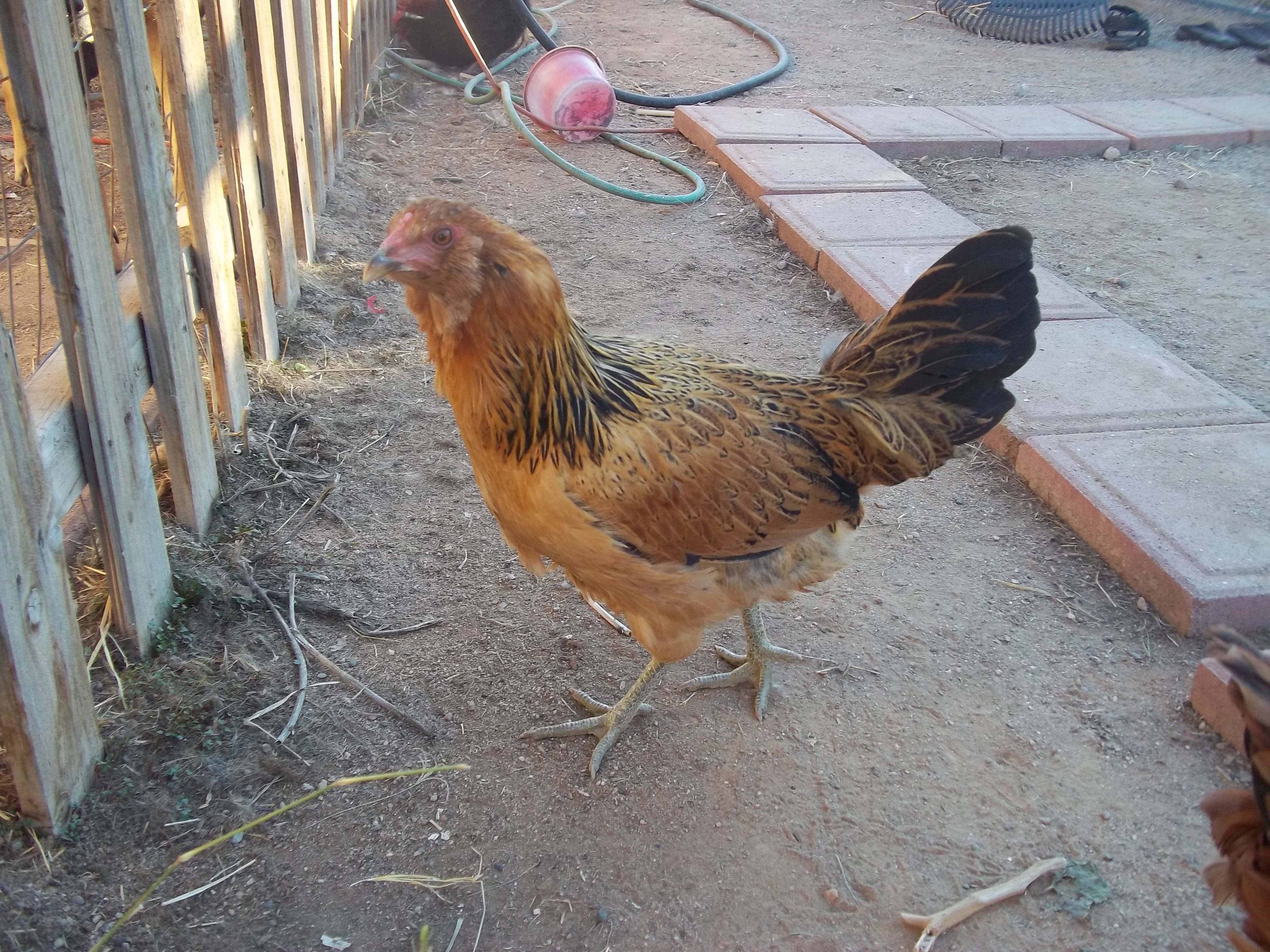 Food, our Easter Egger.