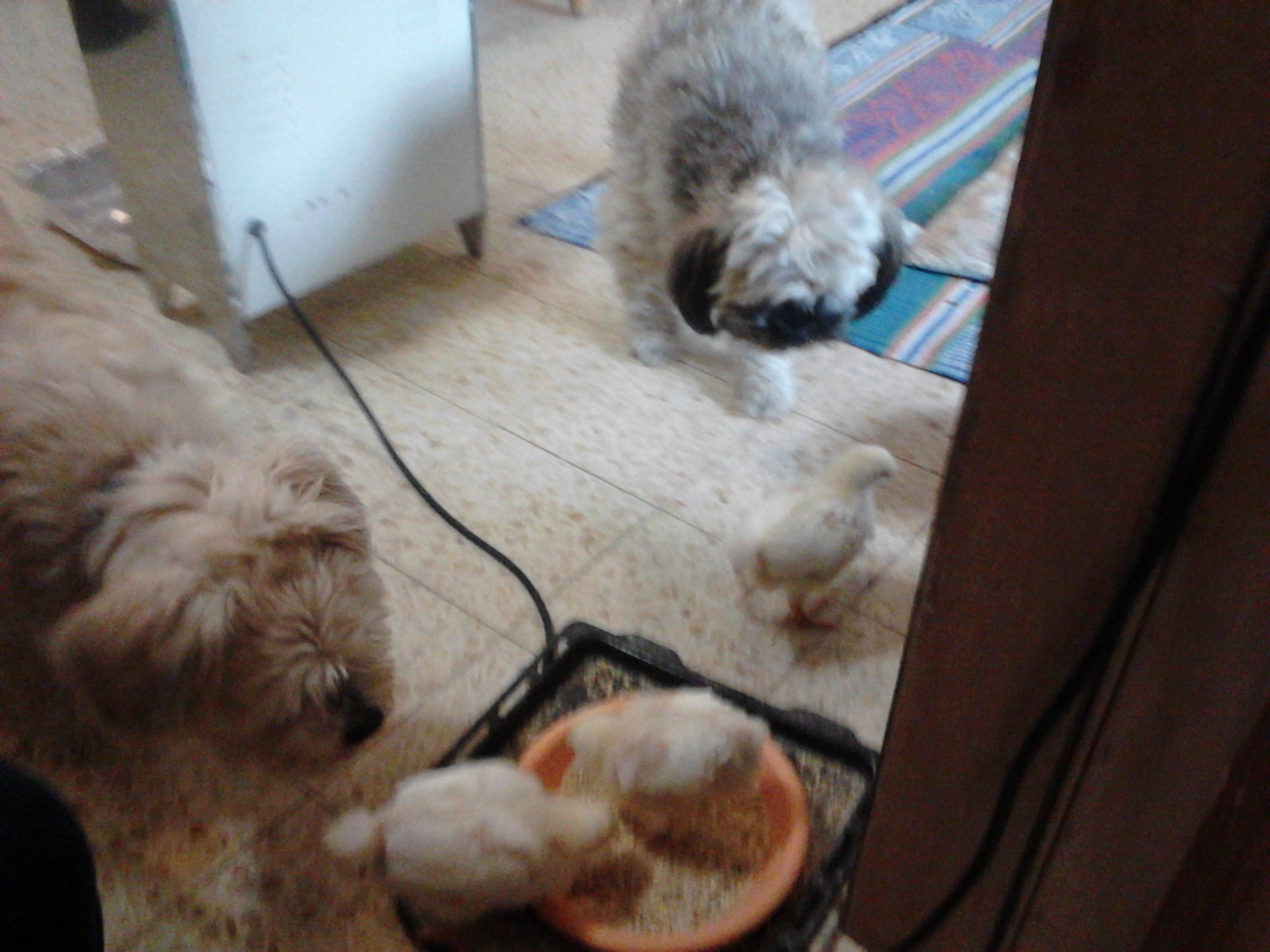 foofoo (the one eyed cream lhasa apso) and lilee the grey lhasa, ogling the schnitzels (four leghorn types that are either for meat or eggs, the result of a school project that were donated to me.) hubby, a good buddhist, is refusing to do 'the deed' and turn them in to schnitzels....
