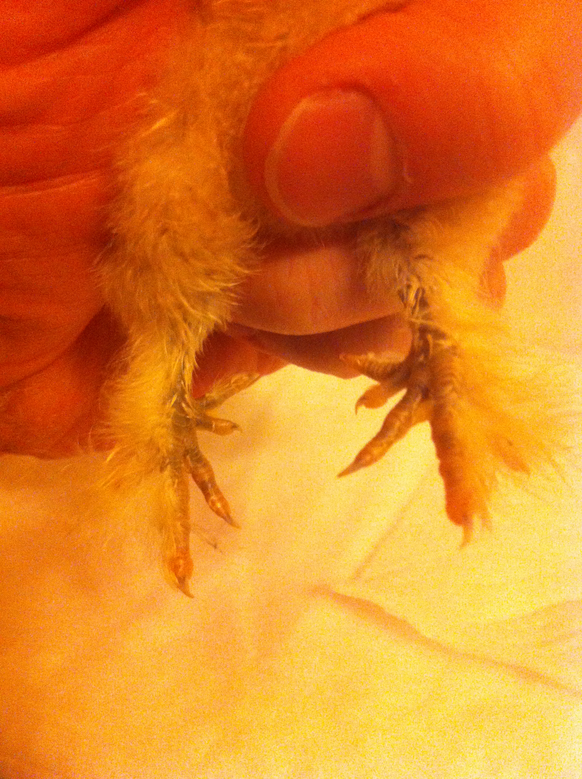 Foot feathering on one of my buff bearded silkies from a Tennessee breeder.