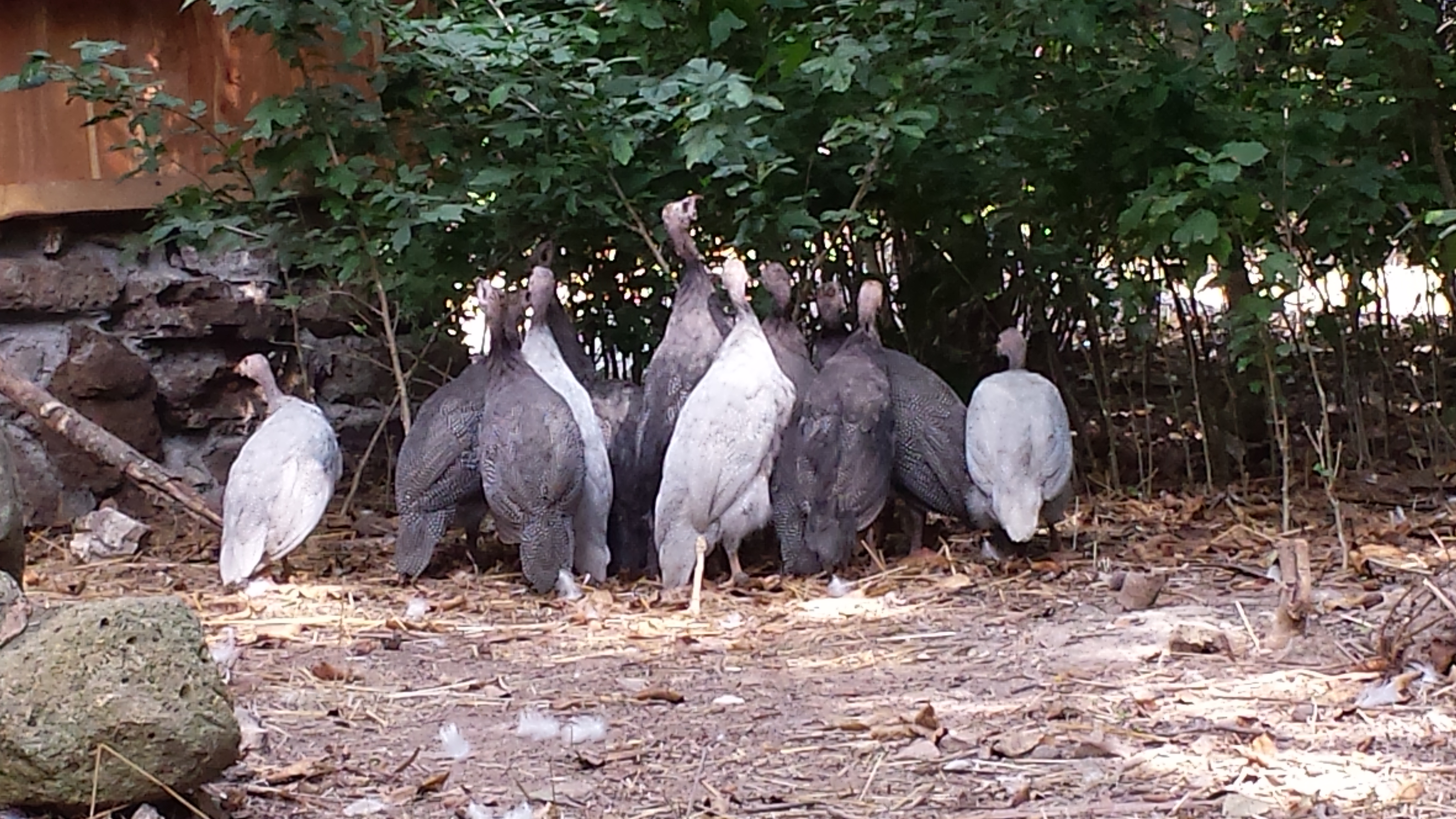 For all the work of raising these guineas over 3 months I would caution you they are NOT SMART.
I did every good thing I read about for them.
they were cooped for 2 months and a half.
they were given plenty of millet seed to make them come home to roost.
when they wouldn't come back into the coop I even put a small flashlight inside as I had read.
Guineas are not very bright.
They ran all over at dusk.
I netted 2 back into the coop.
When I tried to catch more, they ran under the barbed wire fence out into the pasture.
Around 10 pm the coyotes made dinner out of five!
