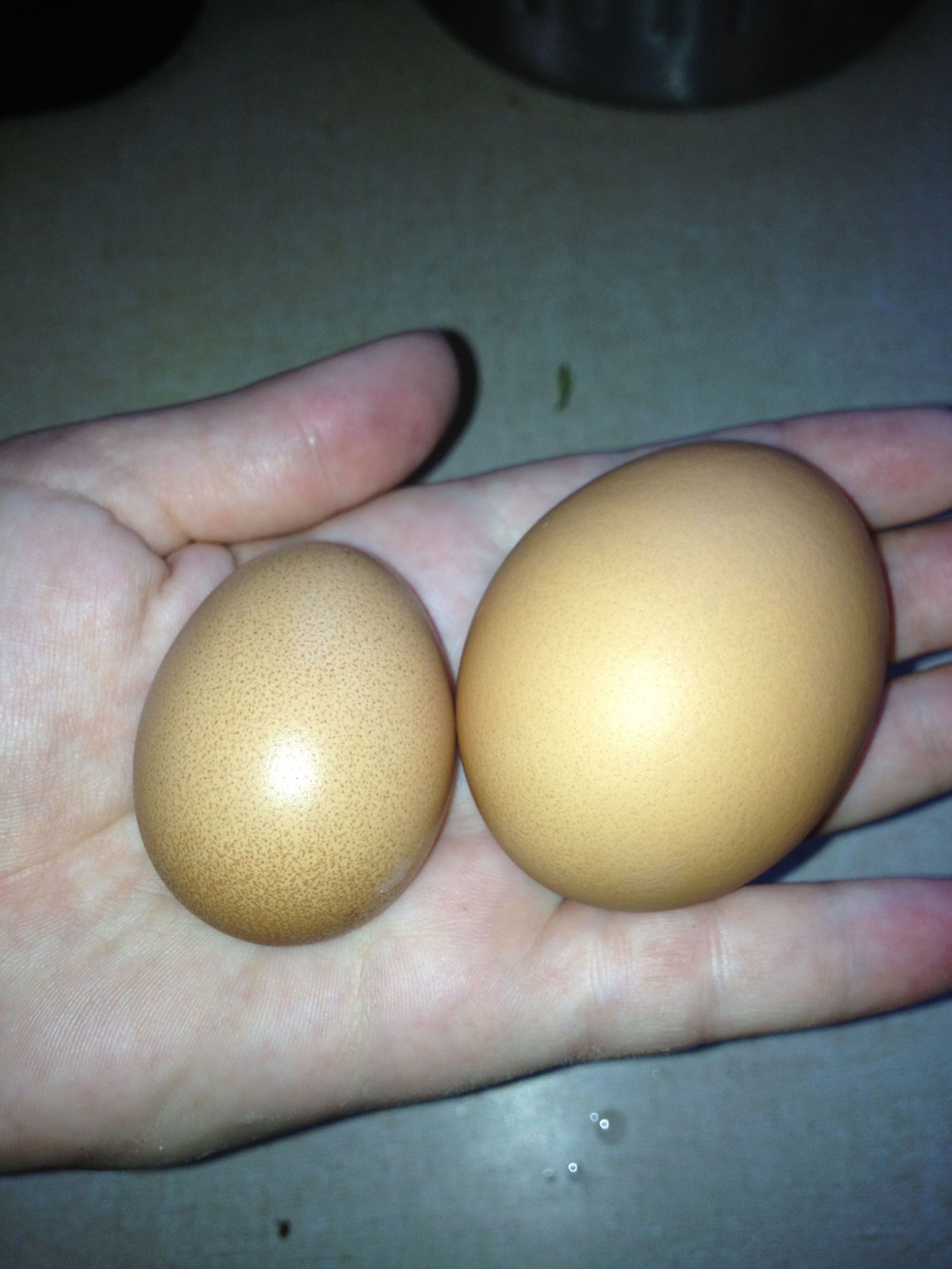 For comparison. Left Waffles first egg. Right store bought.