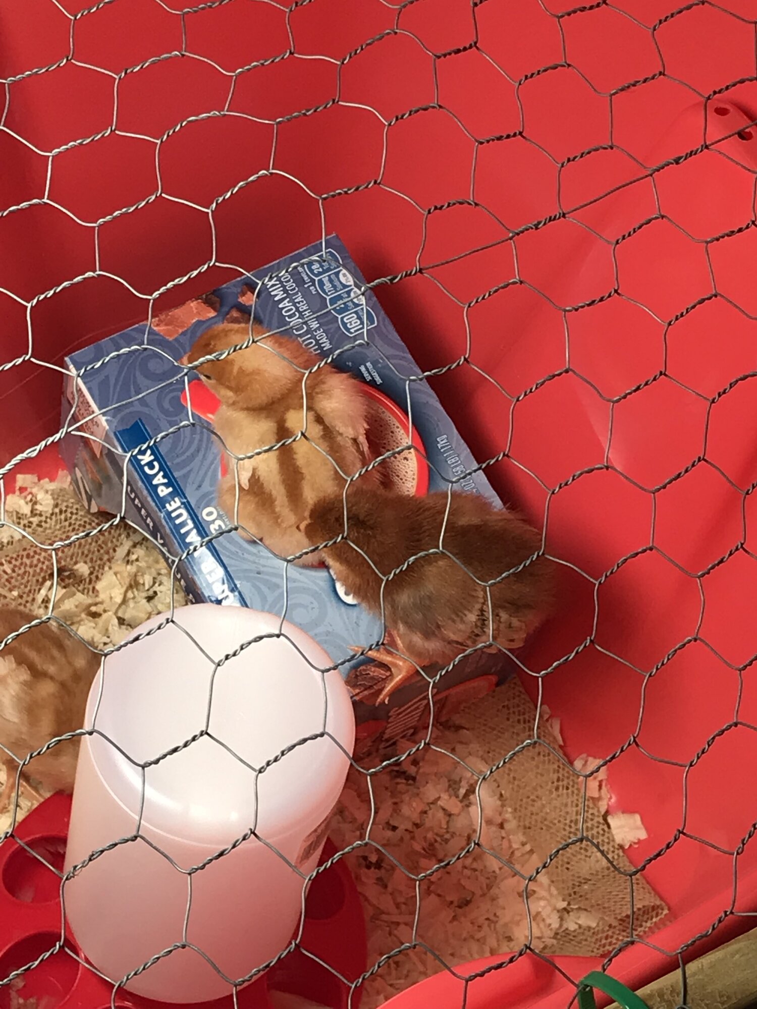 For new chicks first day home