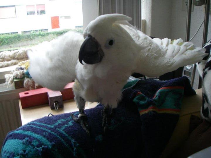 For Re-homing.