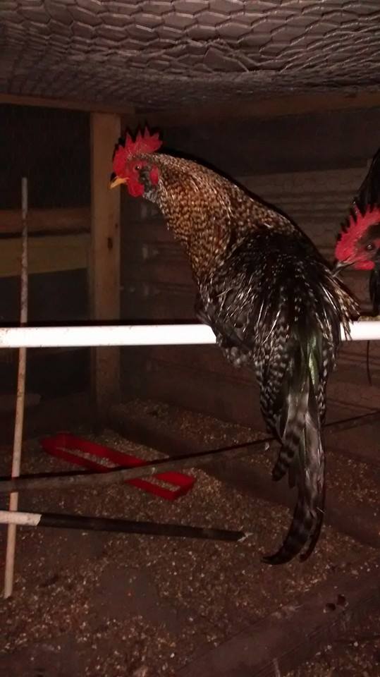 For sale 1 year old game rooster