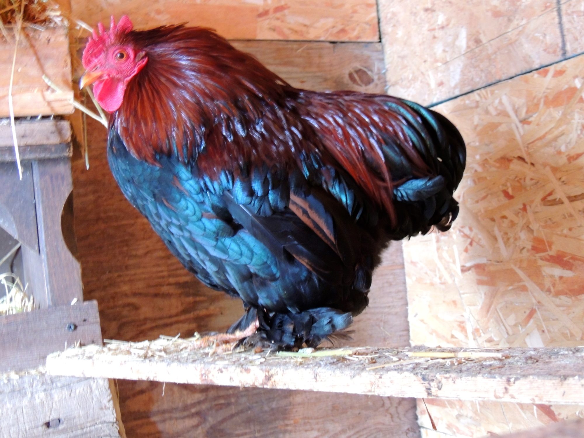 For sale just about 1 yr old partridge cochin bantam rooster that comes with his partridge cochin female that is a round ball of feathers also.