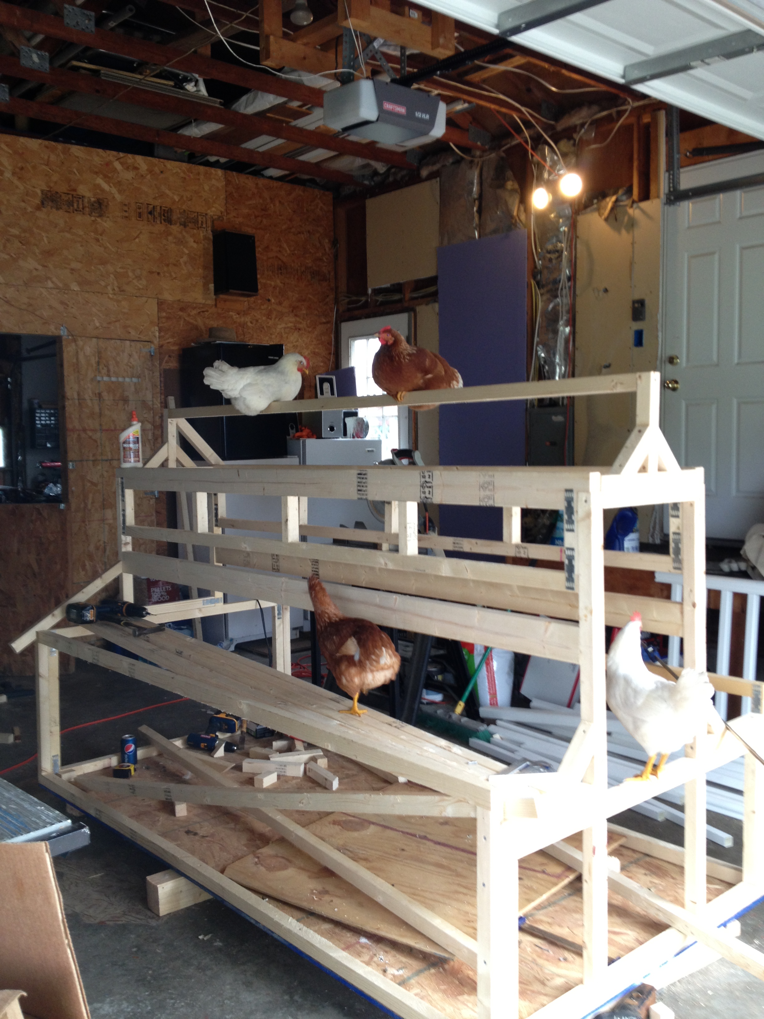 For some reason they would roost there for hours watching the coop construction.