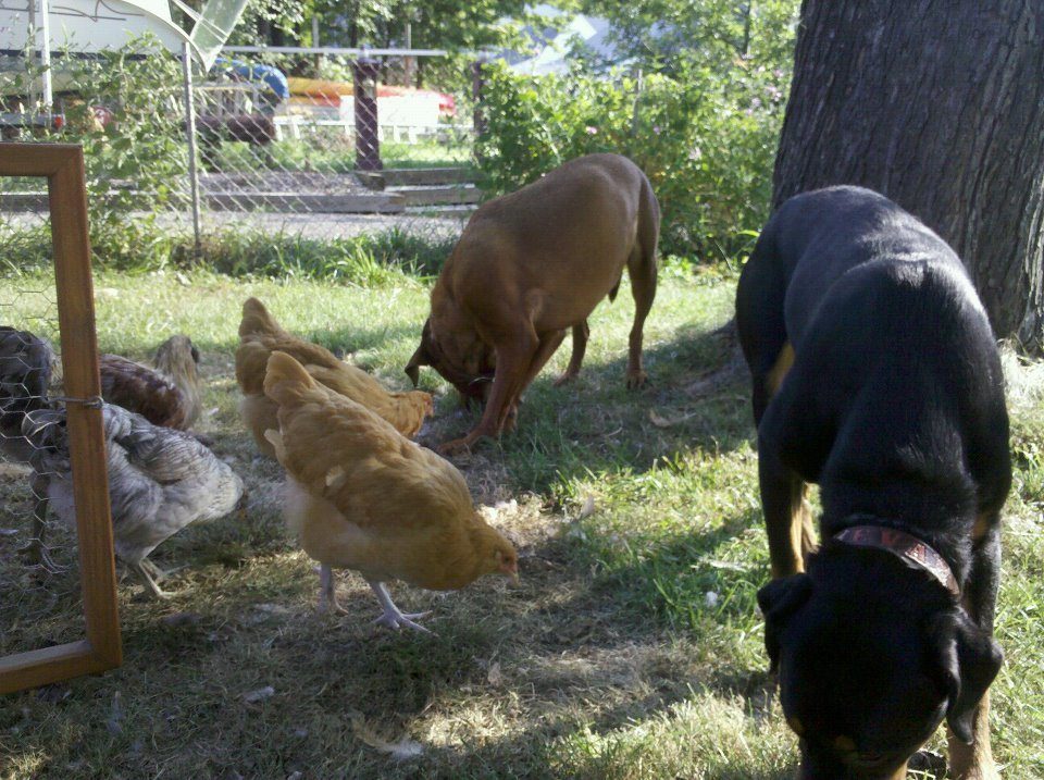 foragers of a feather flock together.