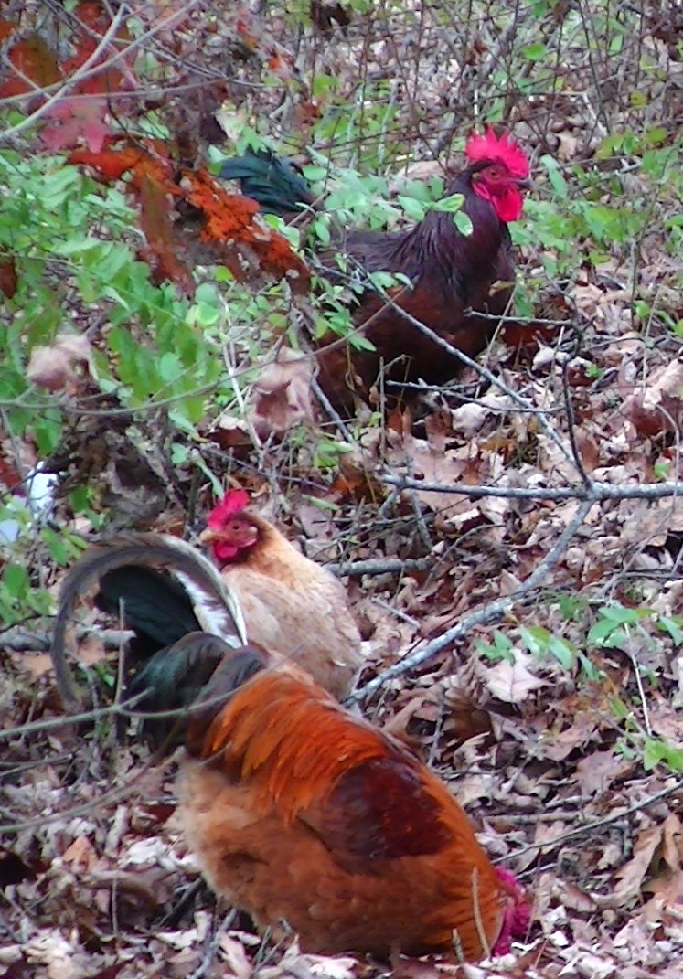 Foragers.