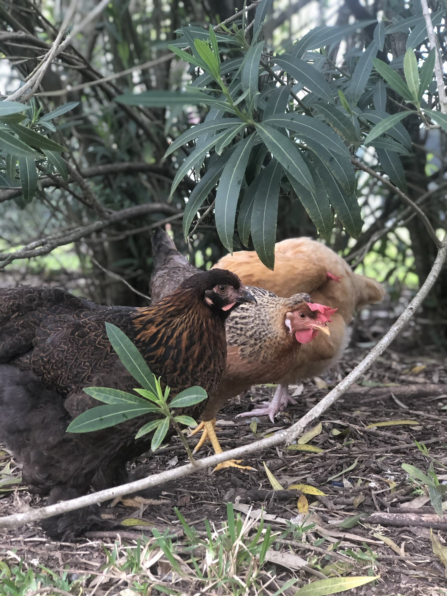 Foraging ❤️