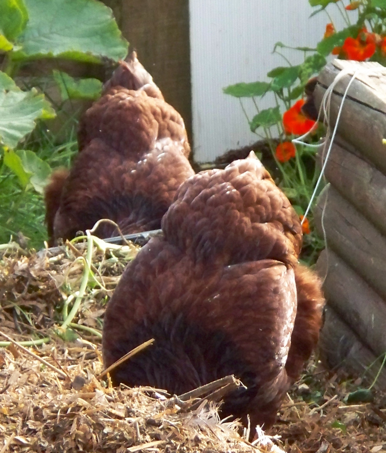 Foraging Buckeye Pullets