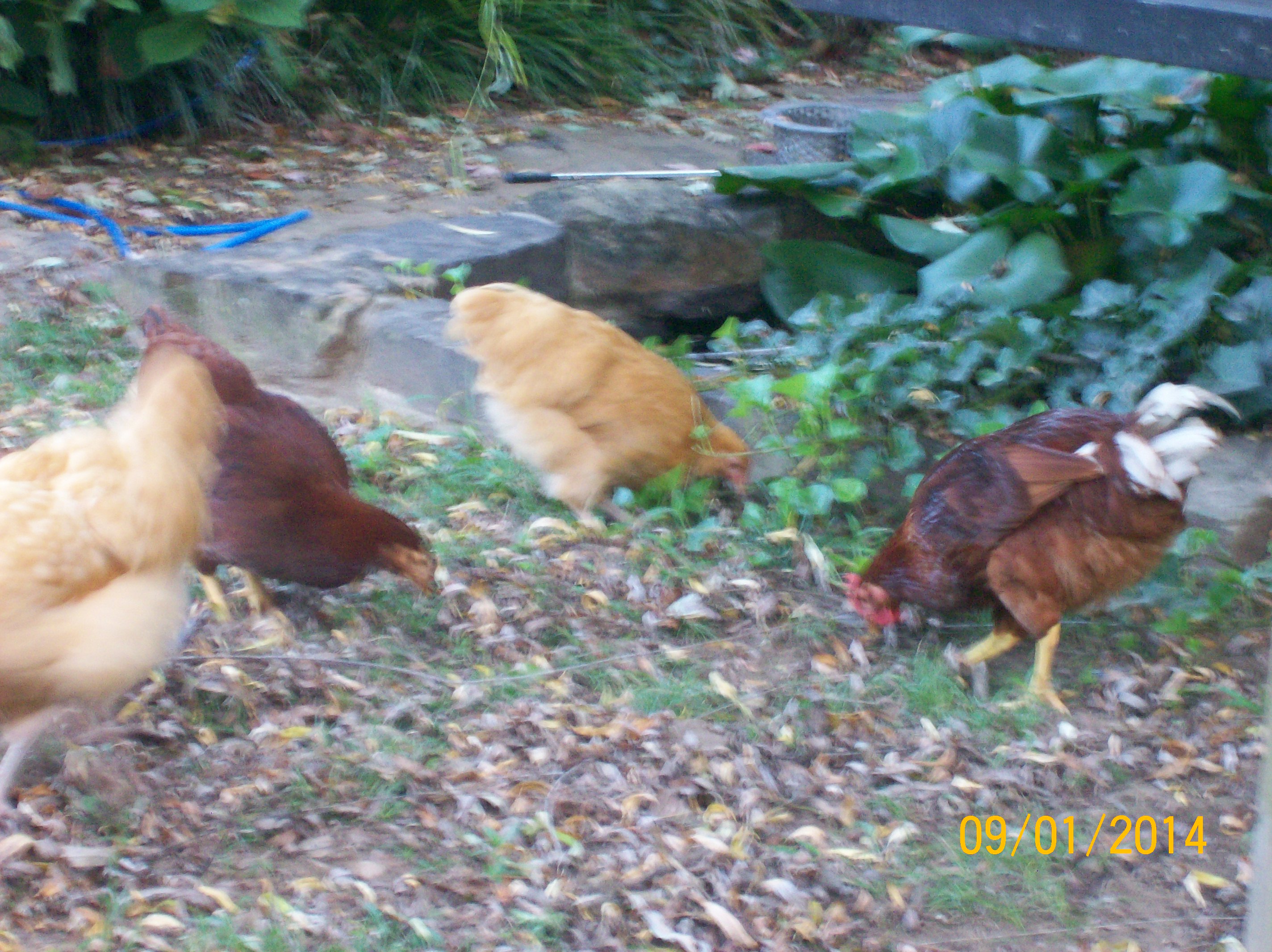 foraging by the pond