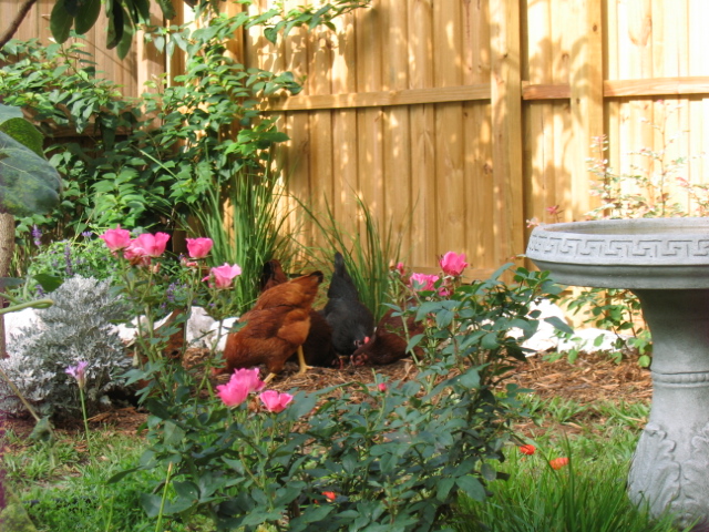 Foraging in the garden