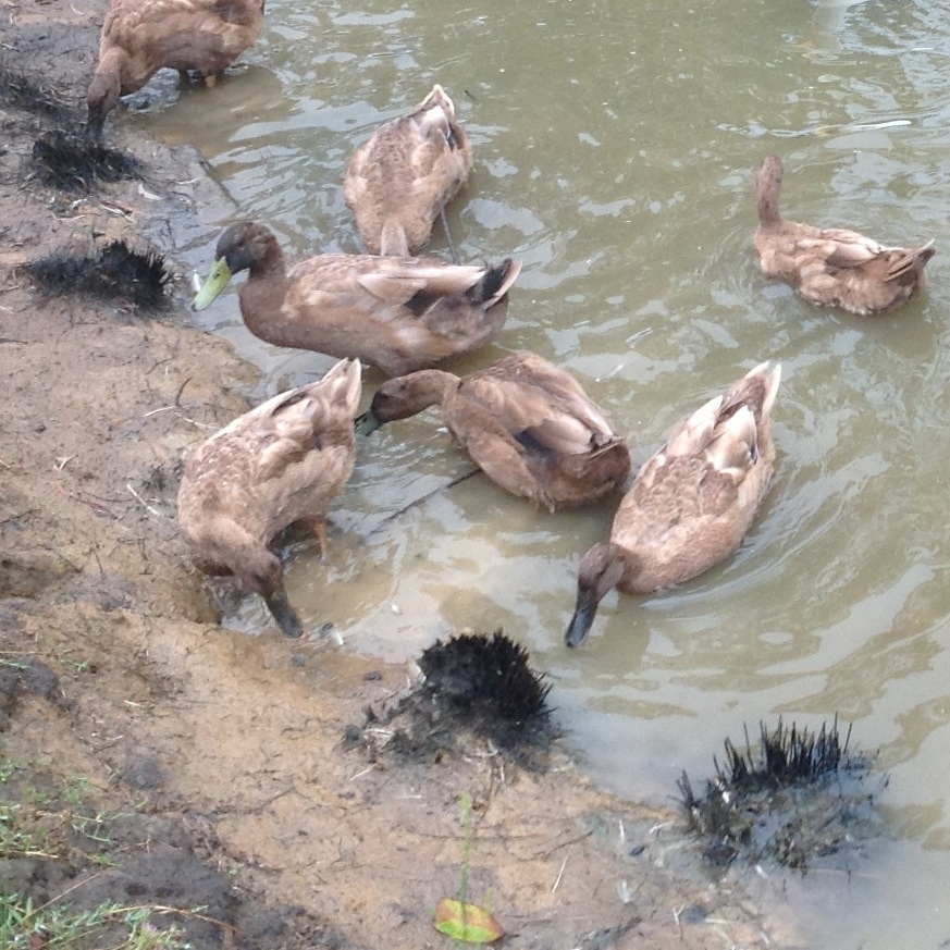Foraging in the mud...