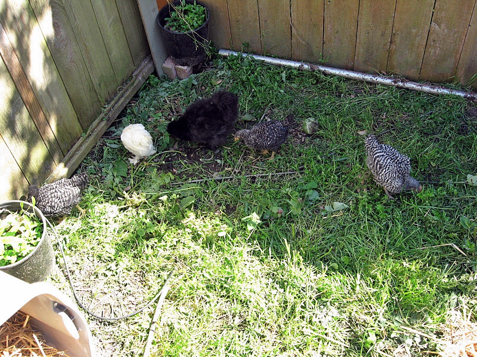 Foraging in the their new yard