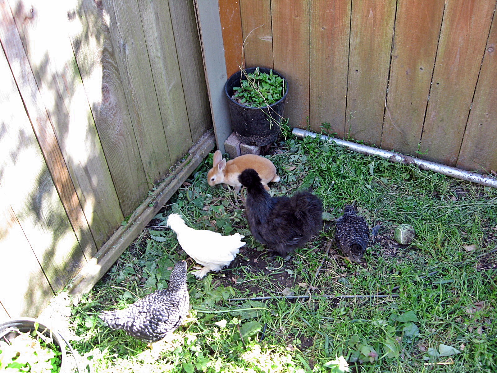 Foraging... with Barley the bunny