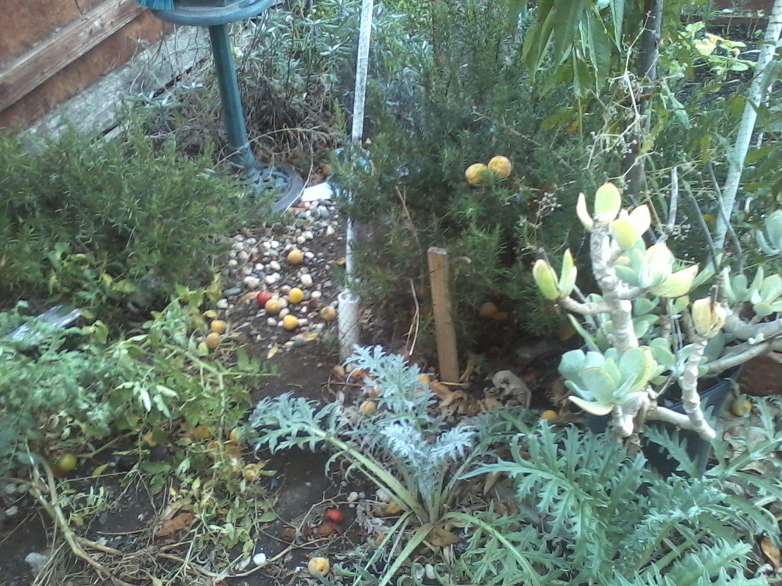 Forefront features artichokes, next to tomatoes, rosemary left middle, sage far back left, lavender in there somewhere, and peaches falling all over. They are caught in the net. That's our tour- Thanks for looking!