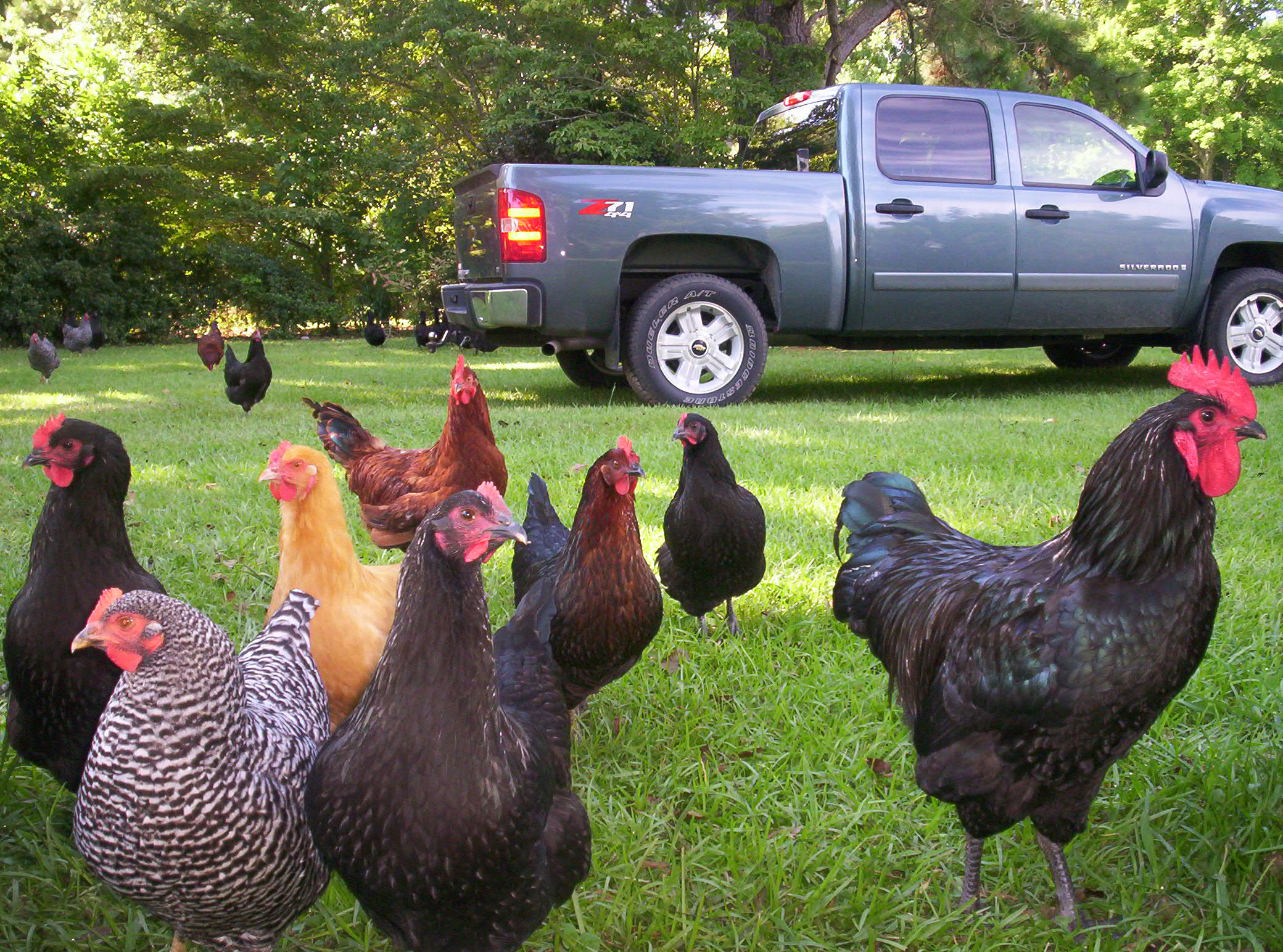 Foreground left to right: Black Jersey Giant pullet, Barred Rock pullet, buff orpington pullet, black australorp pullet, RIR pullet, Black Star pullet, Australorp pullet, Black Jersey Giant young rooster. In the background just beyond the truck bumper is a flock of Cayuga ducks.
