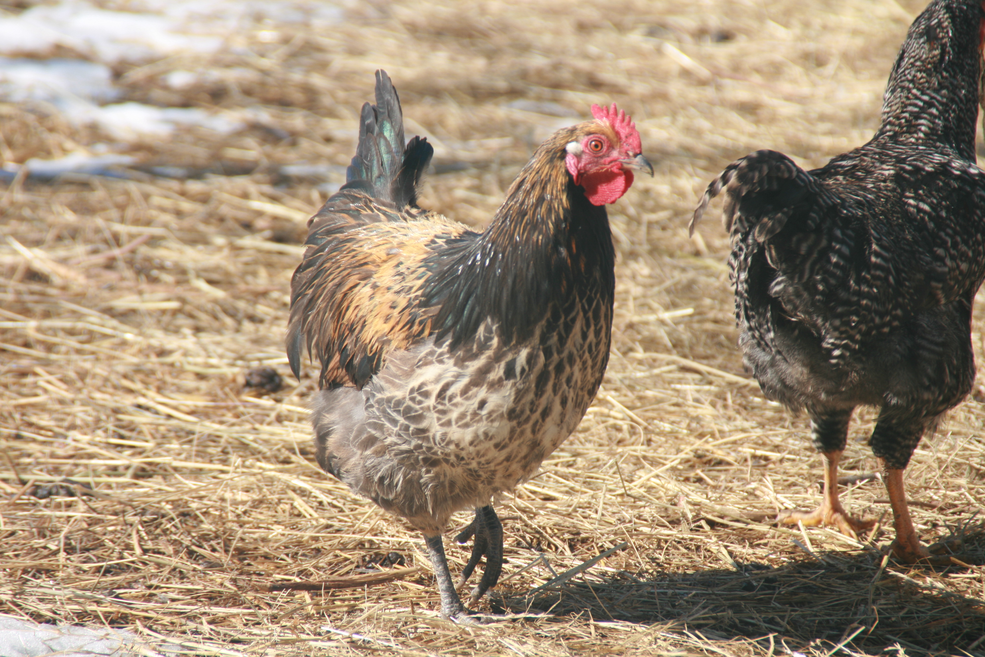 Foreground: Selah, young rooster. Background, young Dominique cross rooster