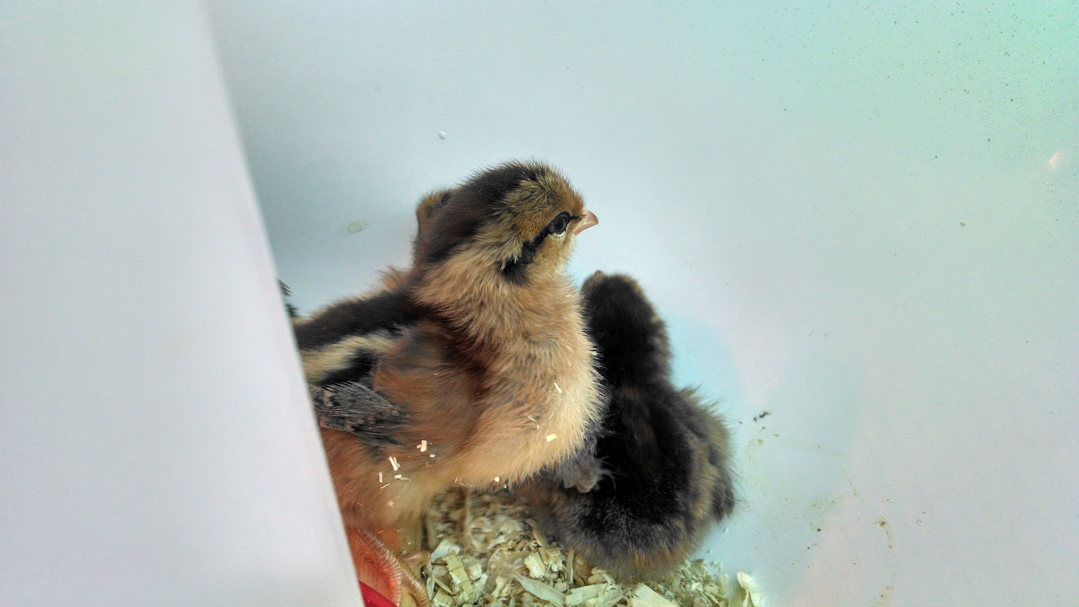 Foreground: Welsumer
Background: Easter Egger
