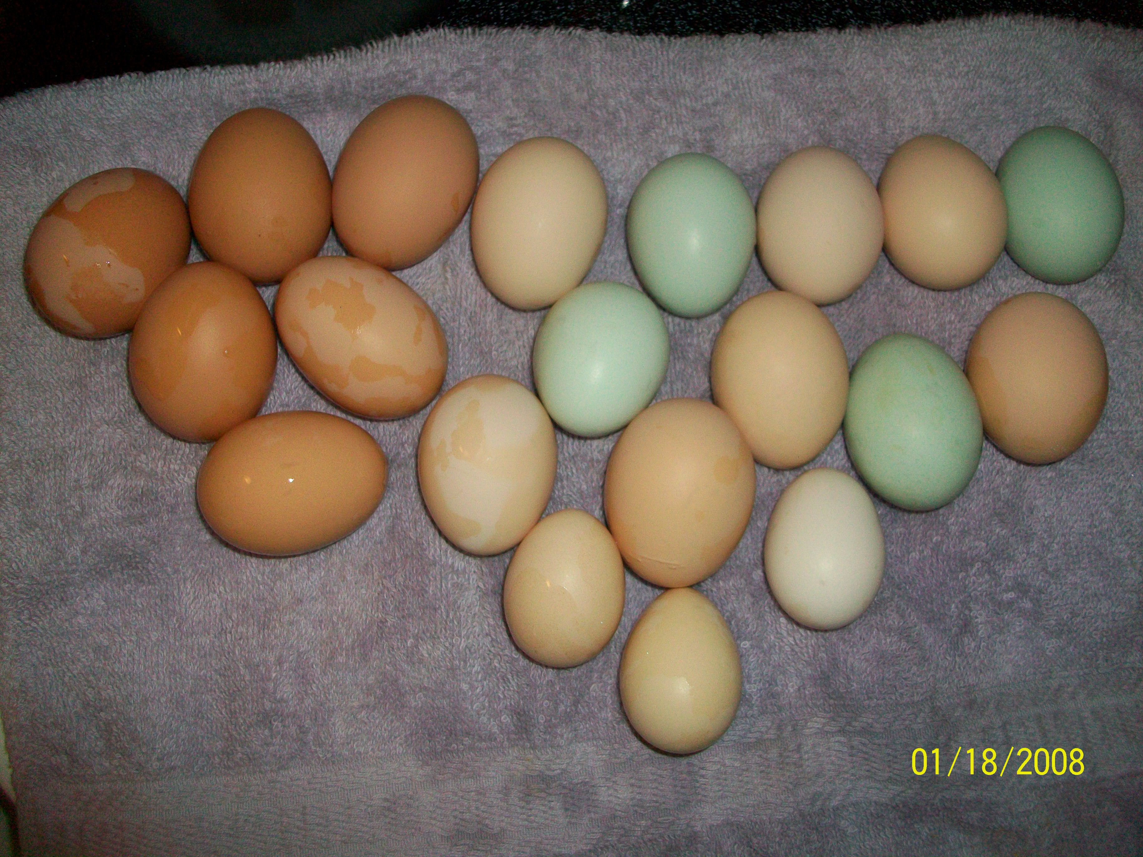 Forgot to gather my eggs yesterday!! Wow, this is what i got today!