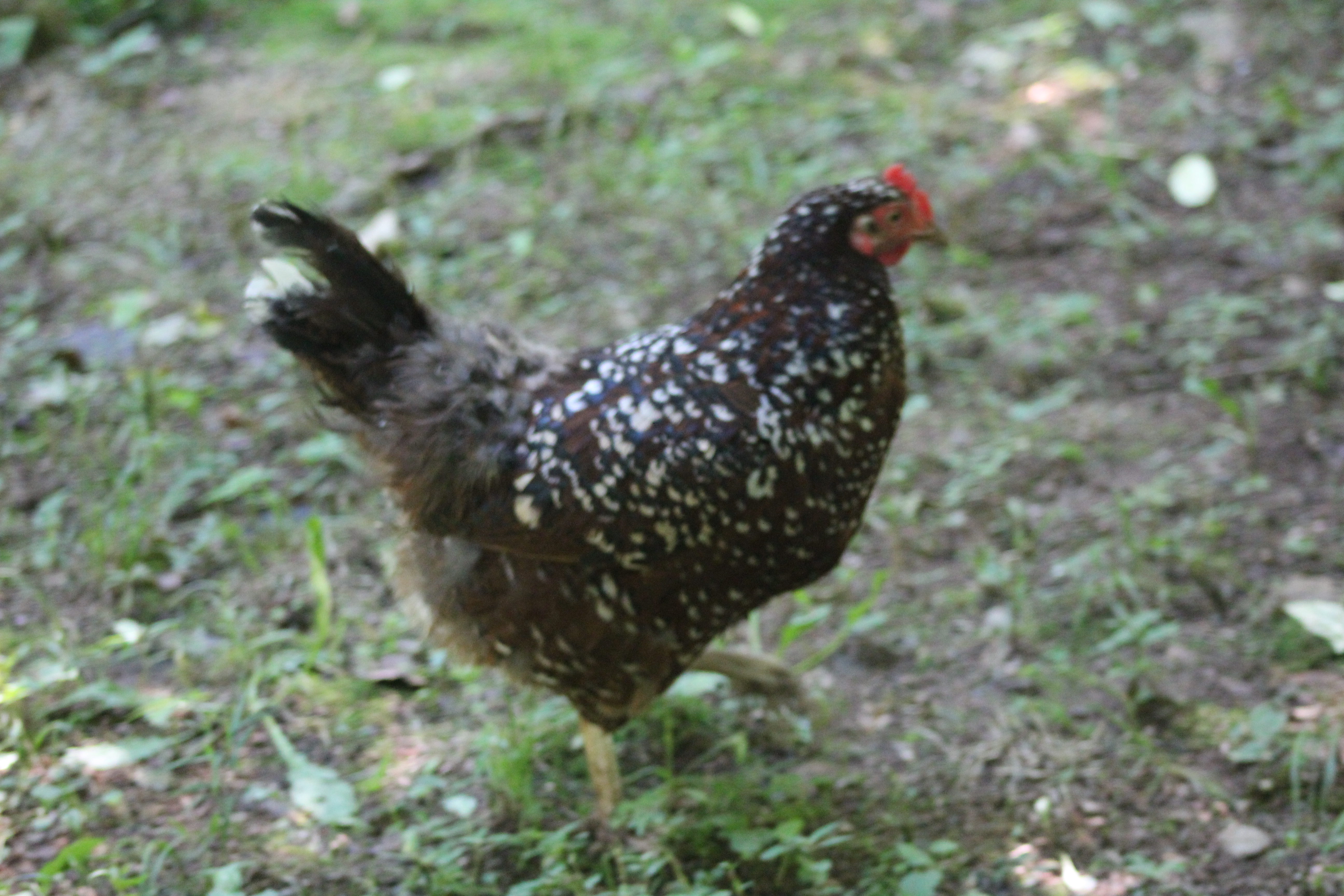 Forrest, my Speckled Sussex hen.