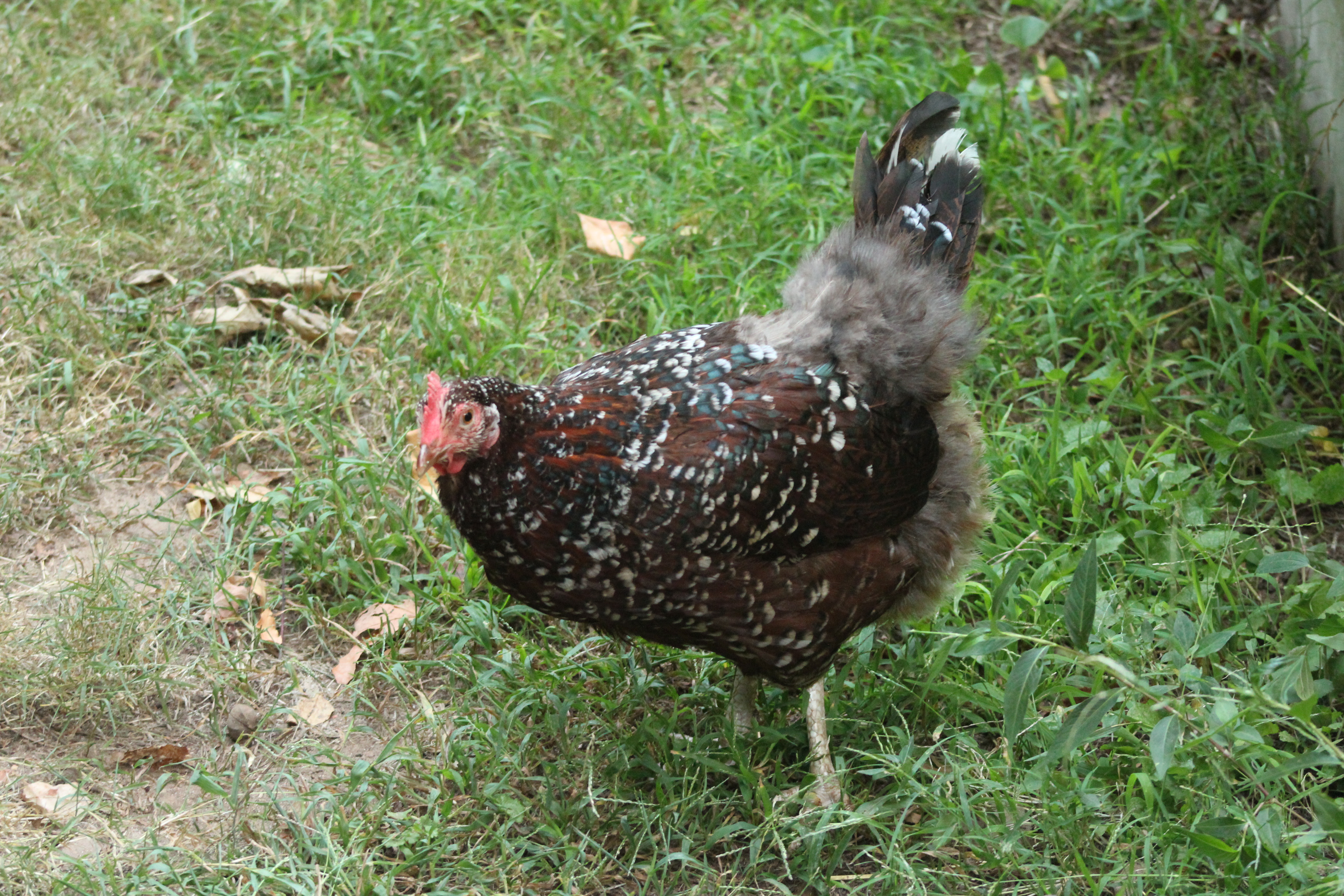Forrest the Speckled Sussex having some fun out in the yard.