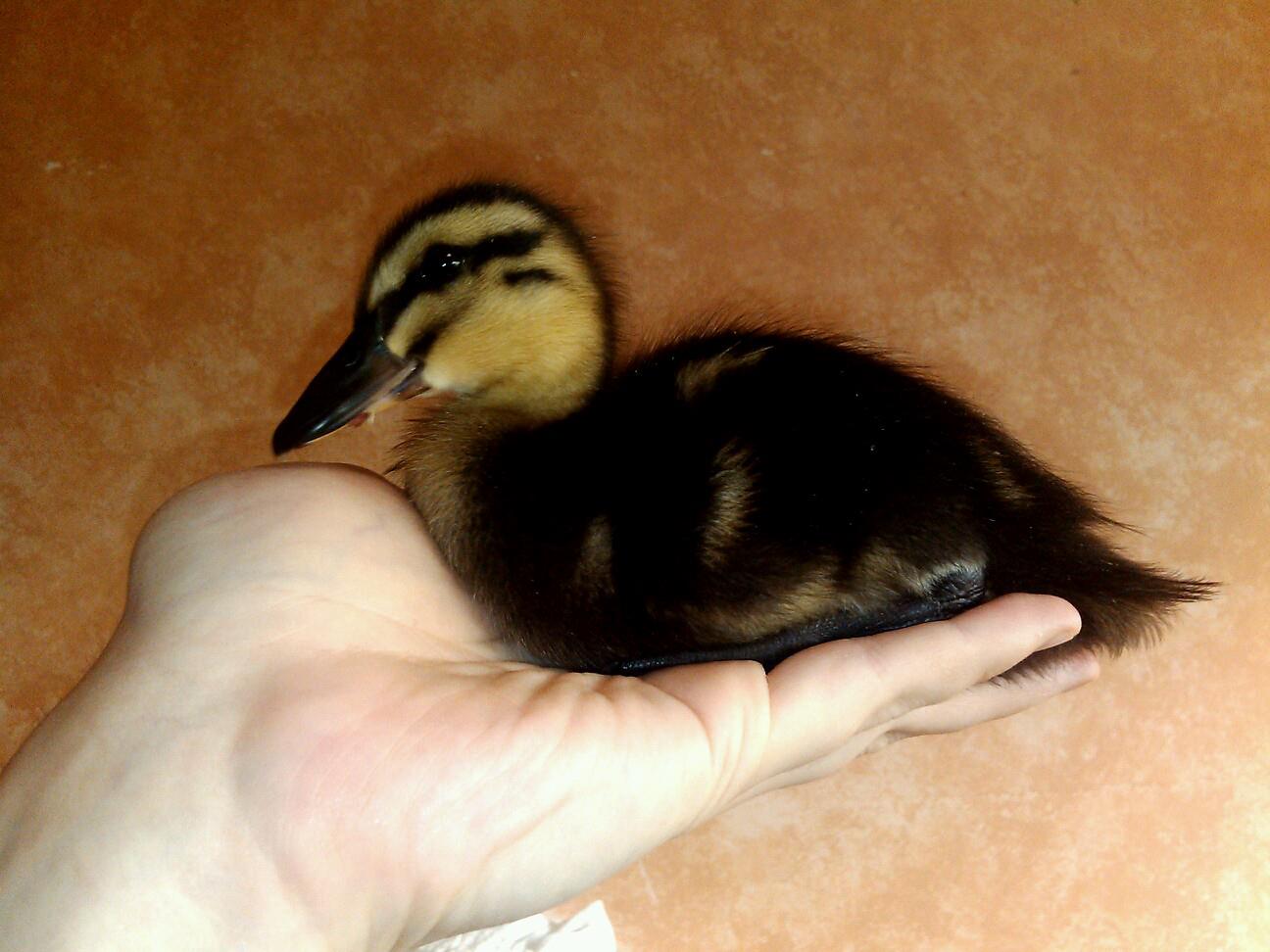 Forte, Rouen, 9 days old