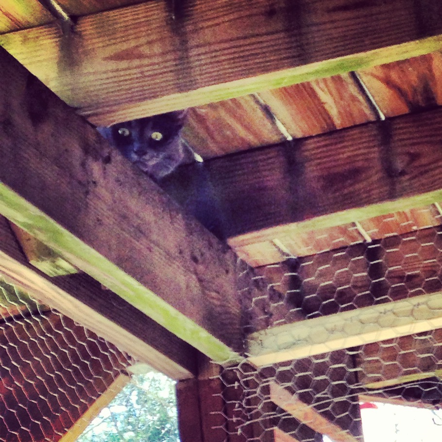 Found a hole in the chicken run.