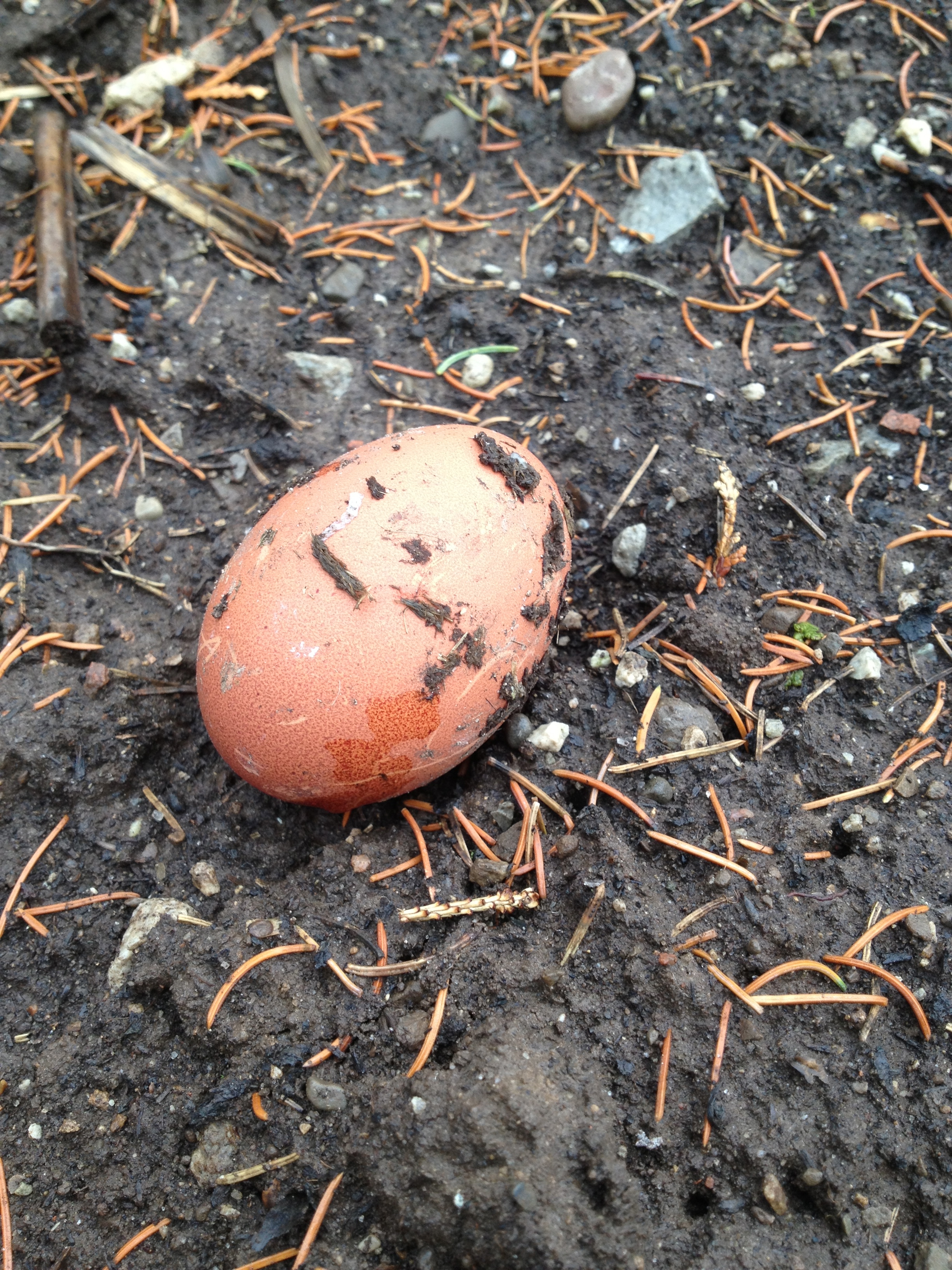 Found 'First' egg in the run, it was still warm