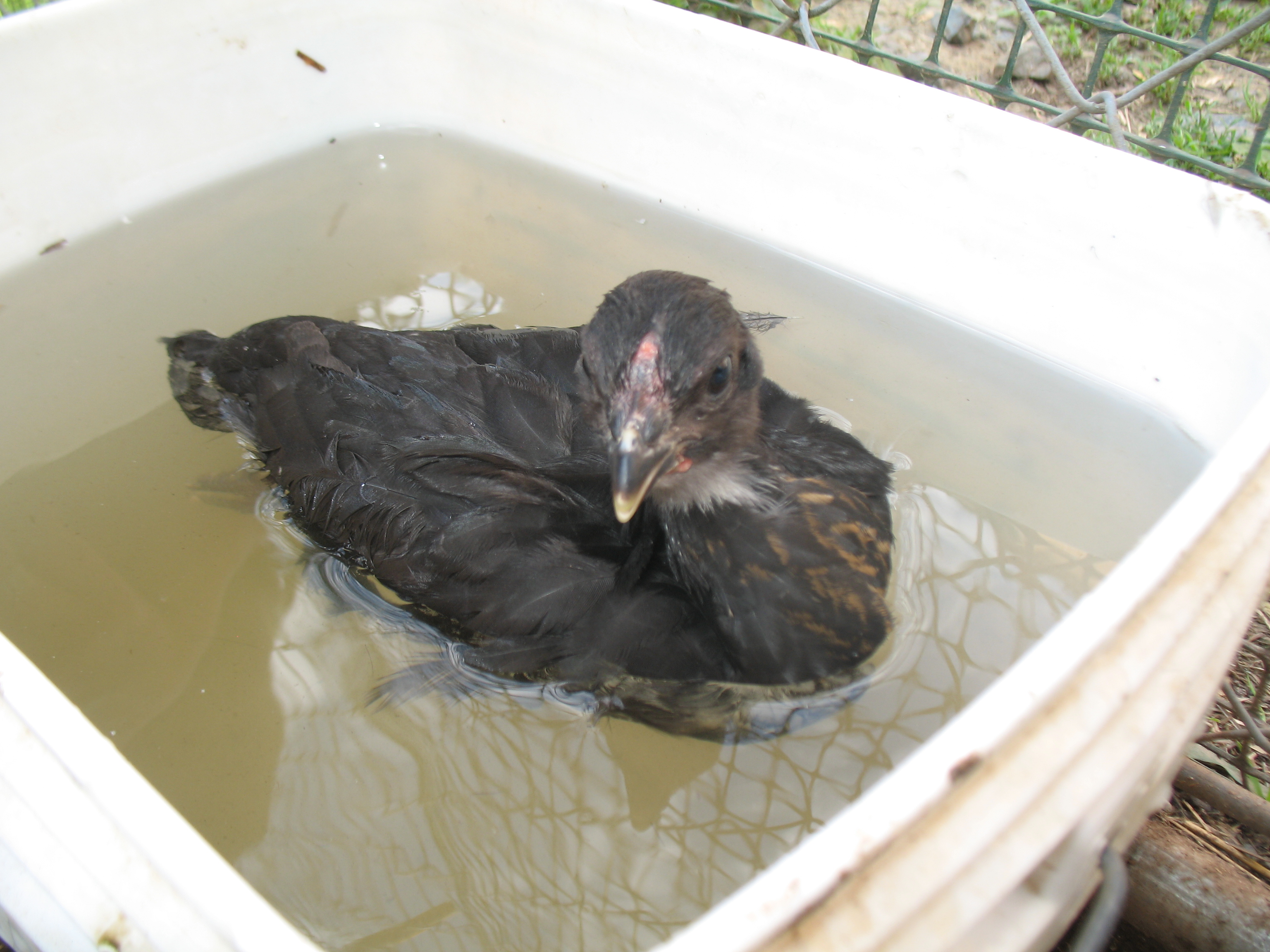 Found out chicks can float!