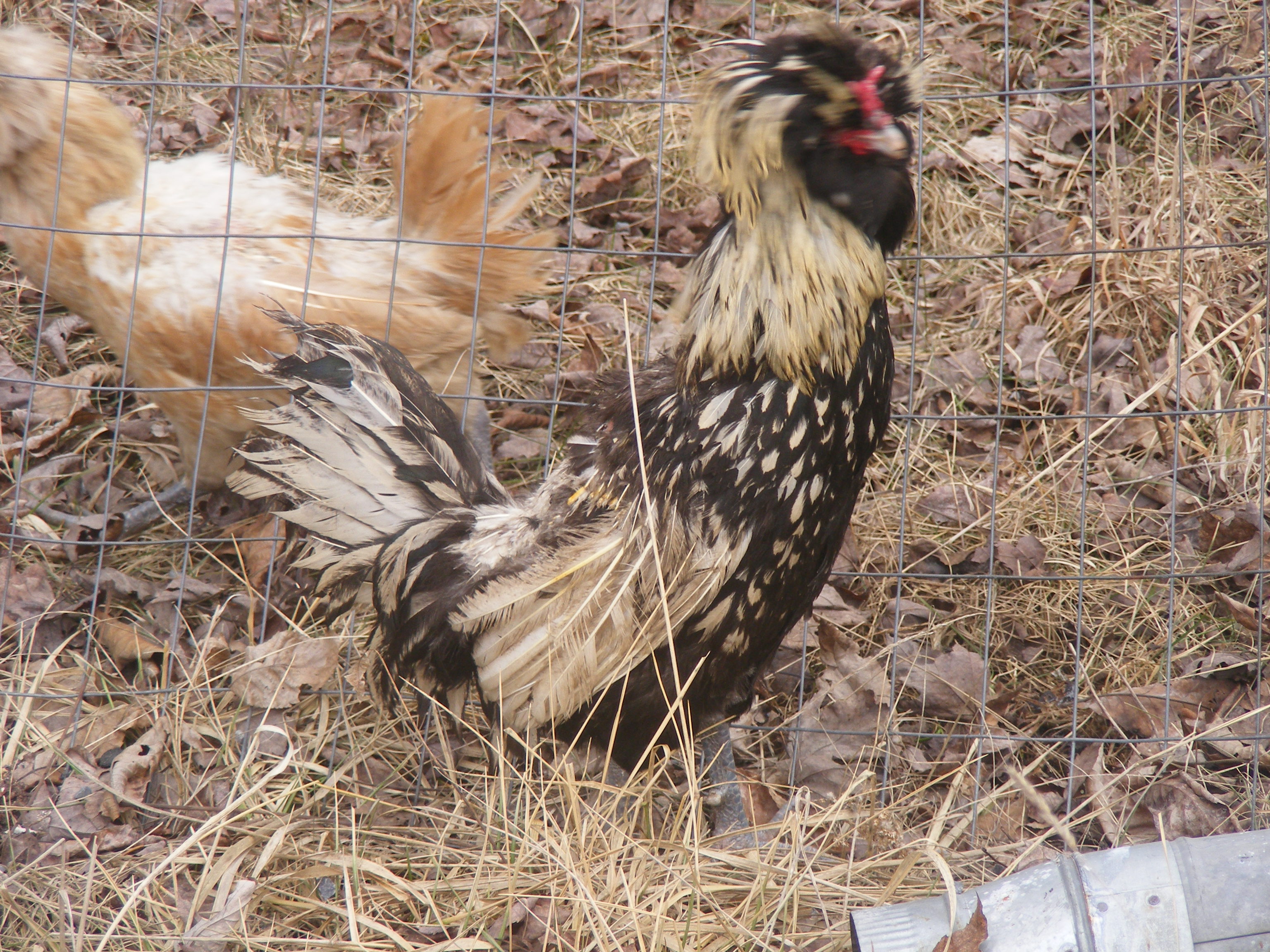 Found some chickens  fighting with my roo. Polish I am guessing.