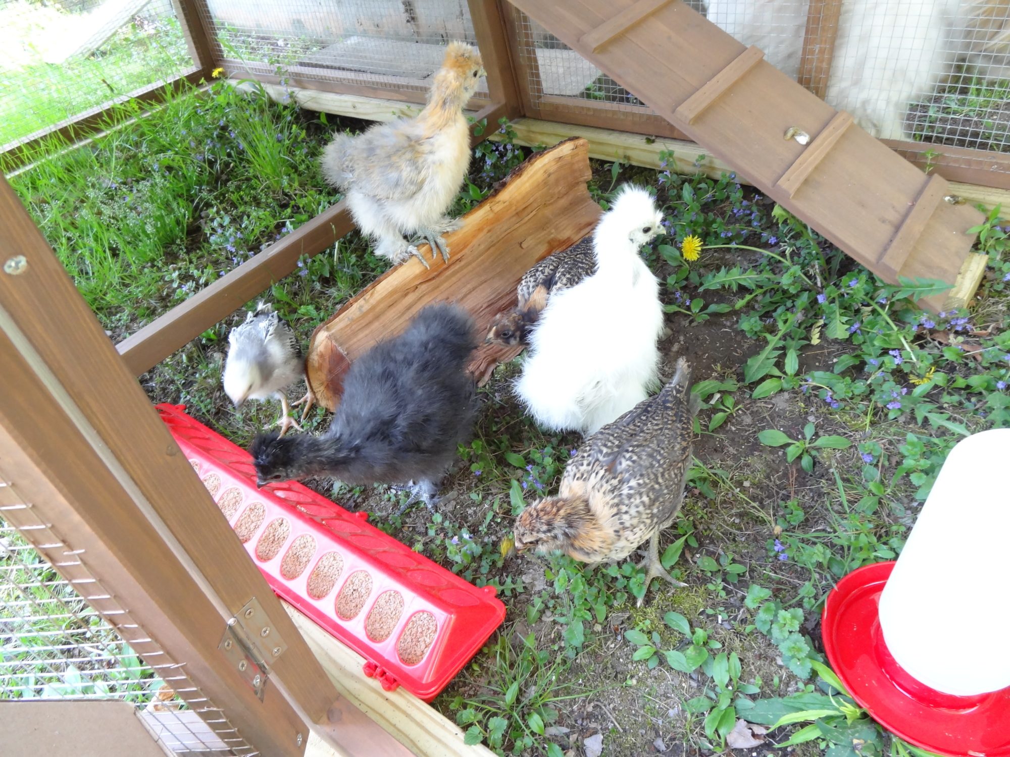 Found the new feeder.....
