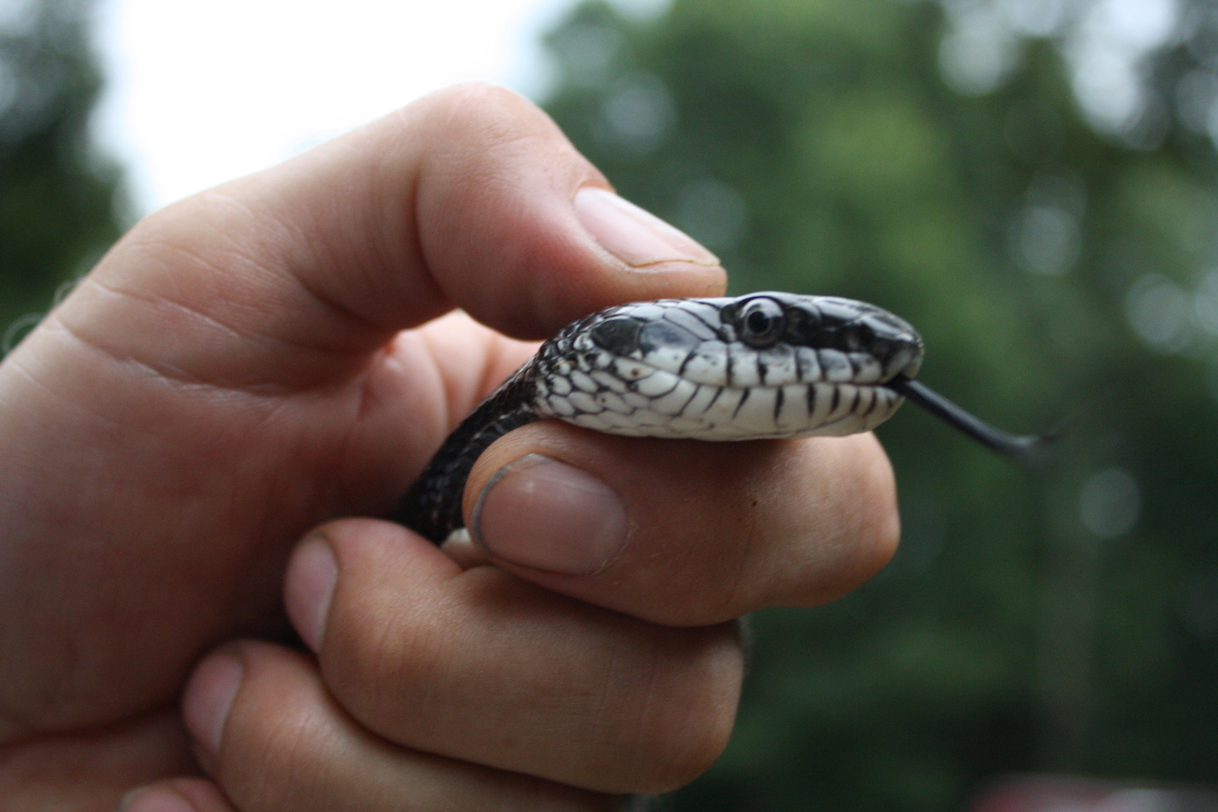 Found this guy with an egg in his mouth and one in his belly in my coop last night. He is an eastern rat snake,nonvenomous and has been relocated miles away. Can't blame him for being hungry