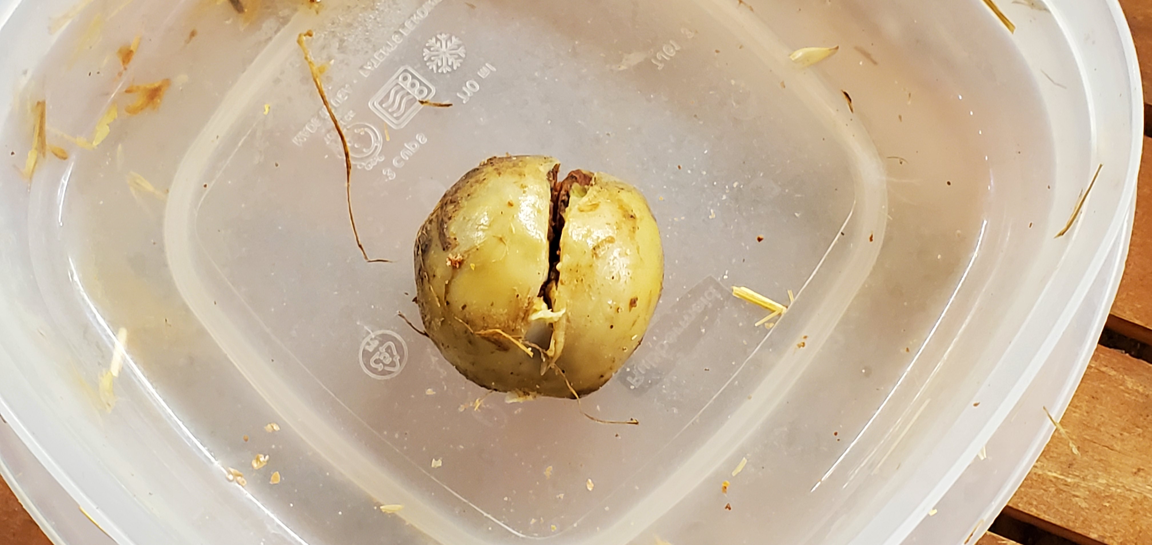 Found this in the duck-house yesterday