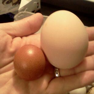Found while chicken sitting for a friend - chocolate fart egg and jumbo!