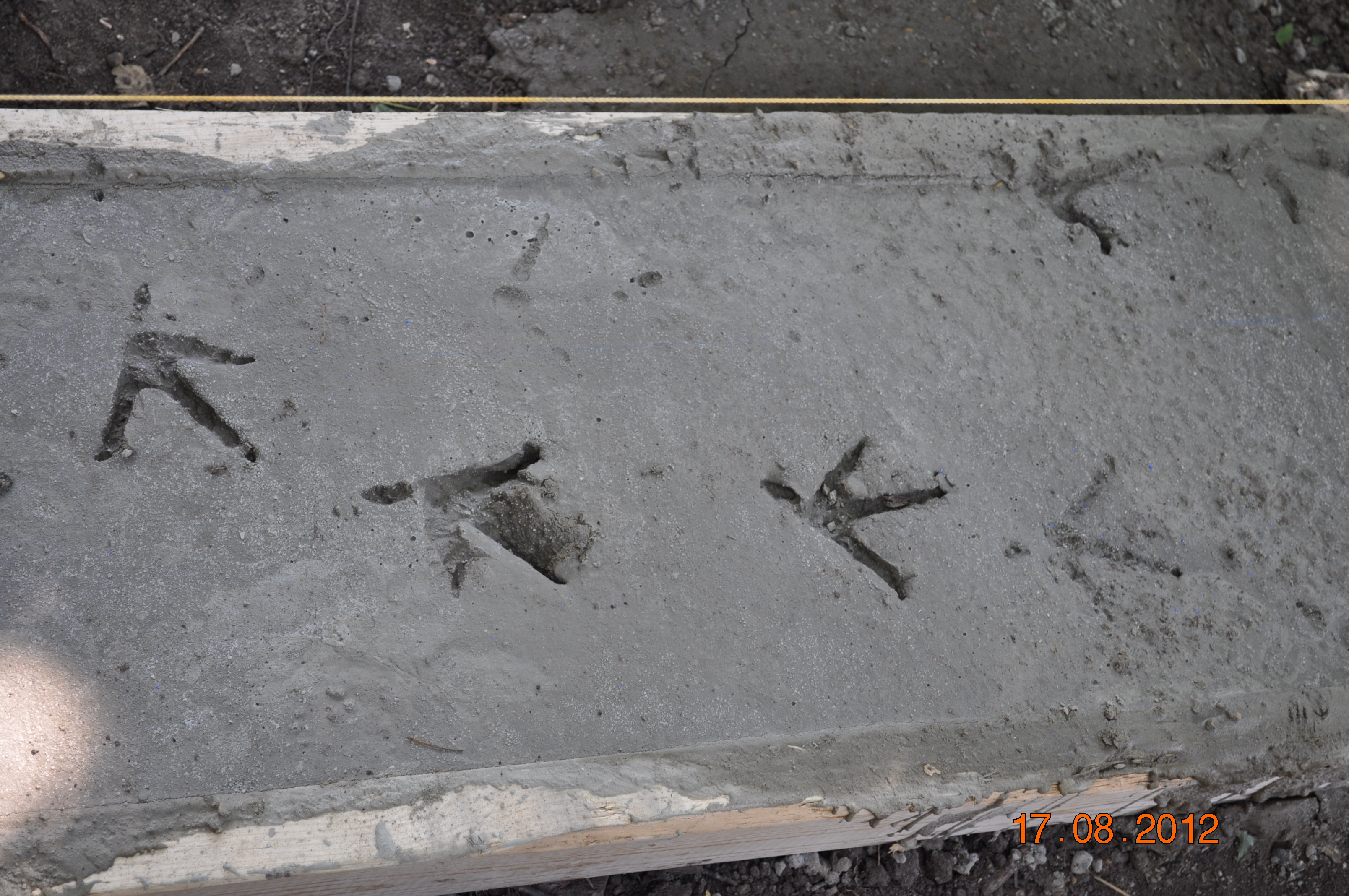 Foundation laid for the new coop. Not without our "kids" adding footprints.