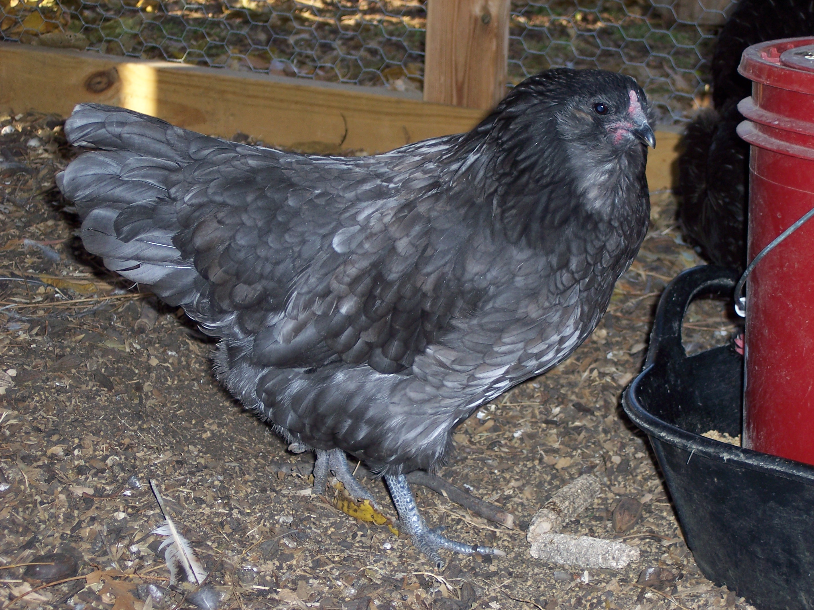 foundation Meredith hen