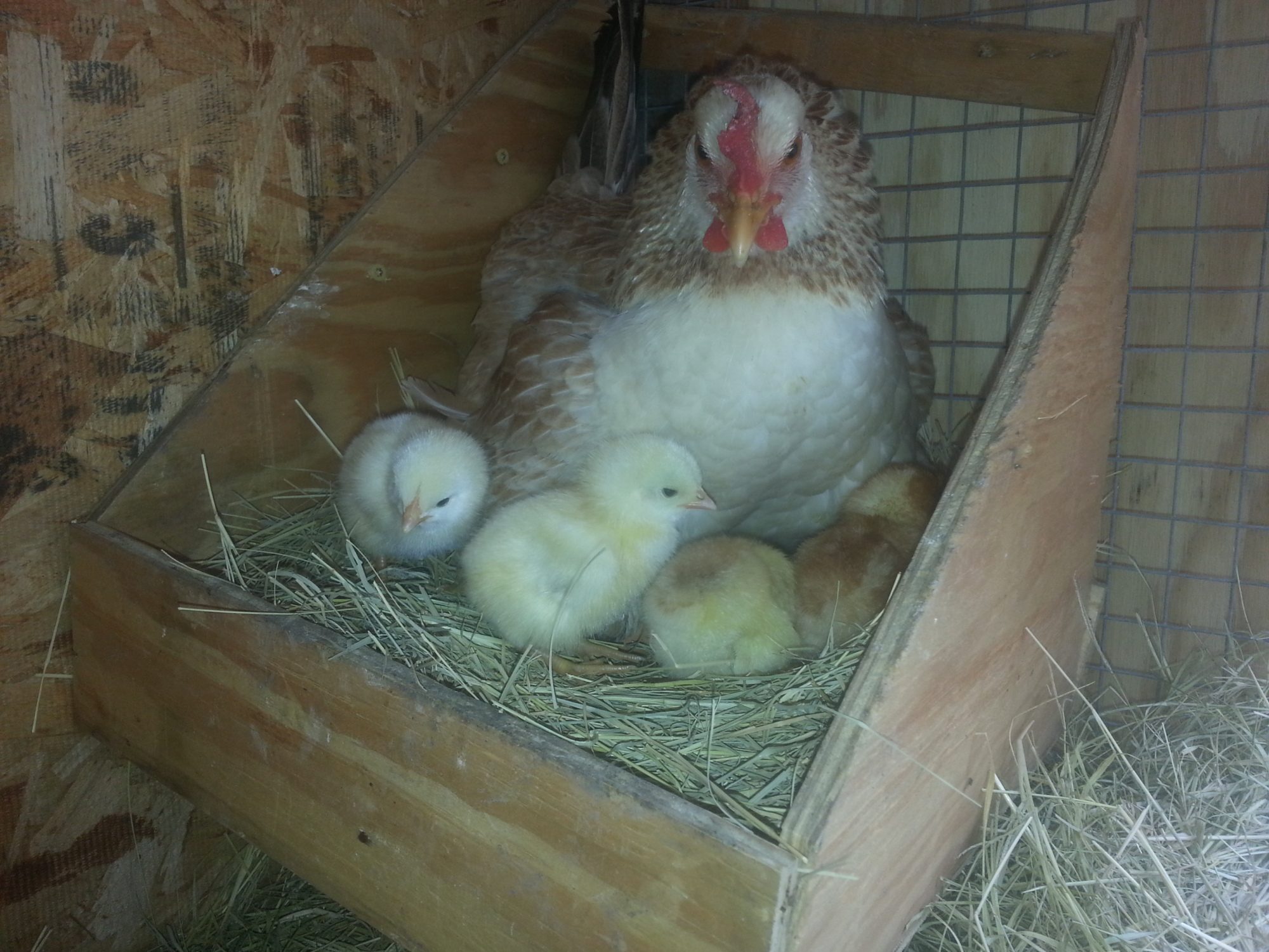 Four  babies in my first hatch. about 8 Apr15.