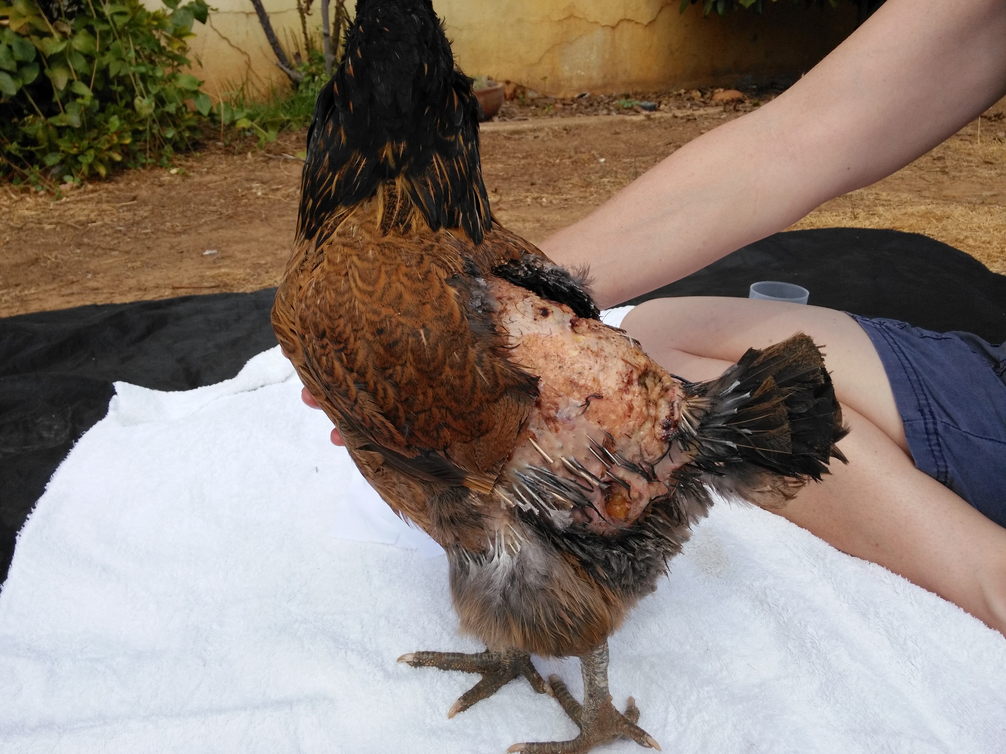 Four days into recovery. 

I trimmed her wing feathers to allow air flow to the injured flesh beneath them. That really helped, and thankfully (so thankfully!) she was most of the way through a late/early molt and nearly all the clipped wing and tail feathers had grown back in by the time she was ready to rejoin the other ladies on the roost at night. I clipped her tail feathers only because they kept brushing the side of her crate, and I didn't want that to irritate her oil gland-area wounds. Poor babe. : )