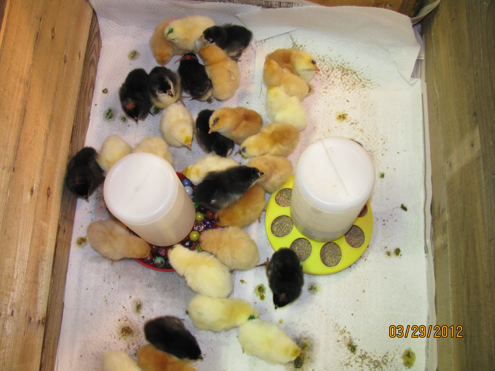 Four days old.