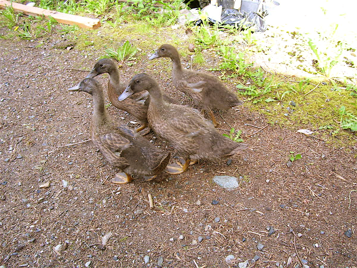 Four inseparable Khaki Cambells