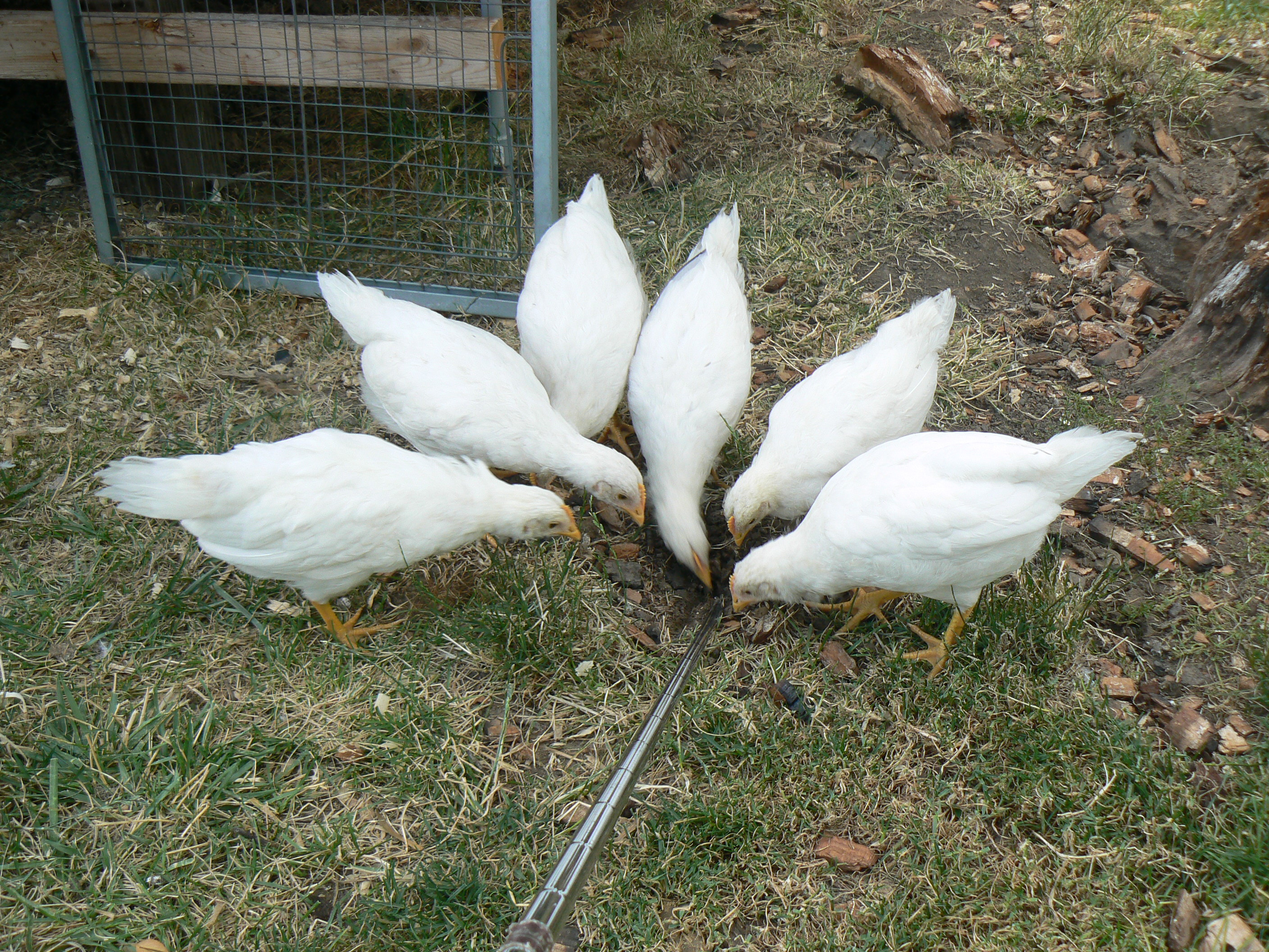 Four little, five little, six little chickens. Six chicks chasin' a stick!