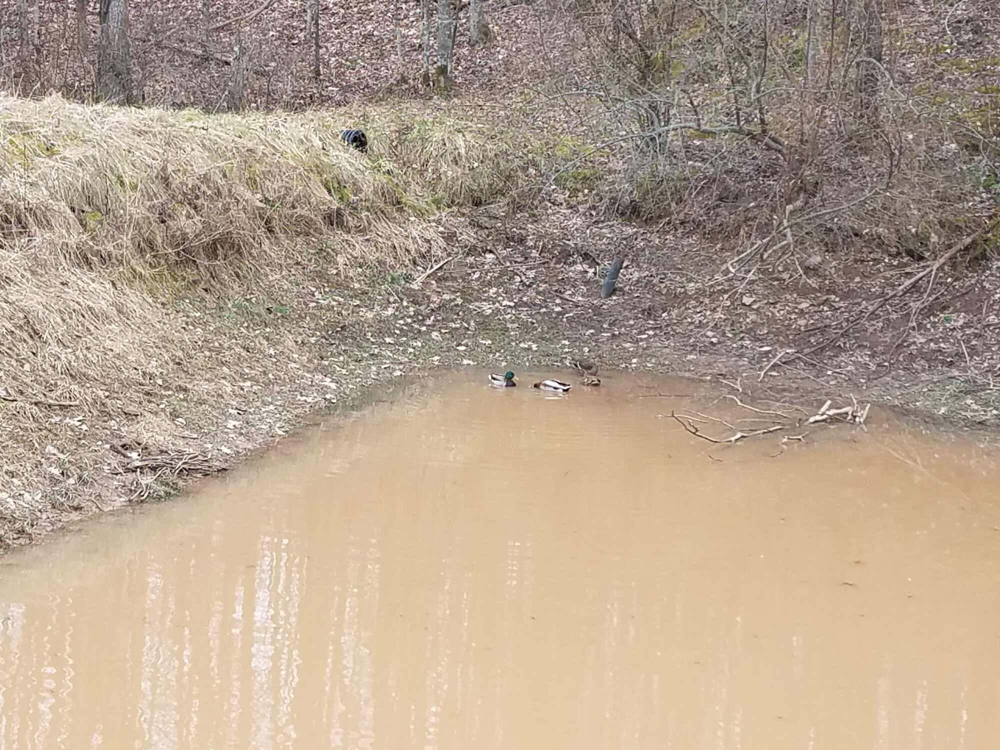 Four Mallards in our pond