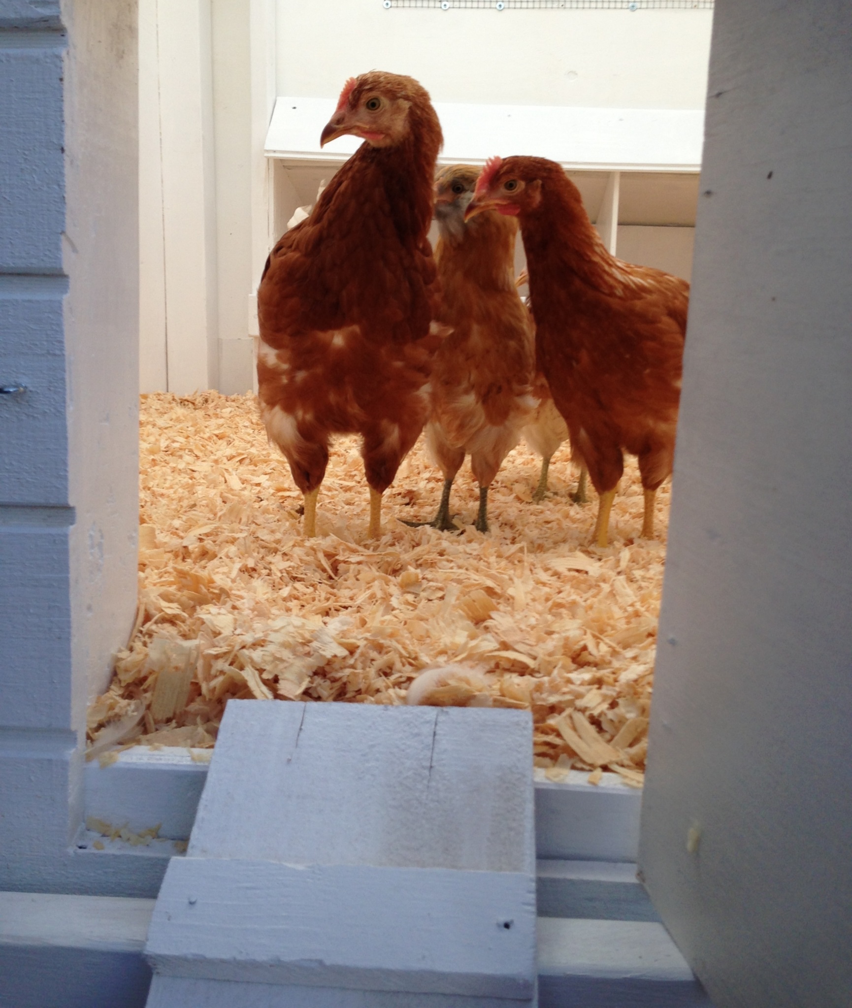 Four members of the flock (2 Golden Comets)--Ruby & Rose, (2 Easter Eggers)--Katsa & Bella.