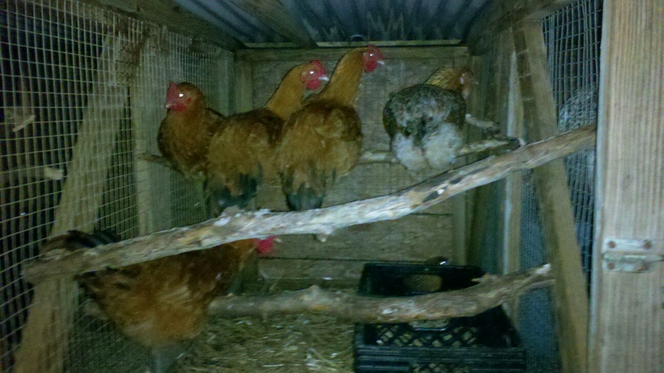 Four of our RIRs and the Ameraucana. Out of four open and always accessible coups, these guys like to huddle in just two.