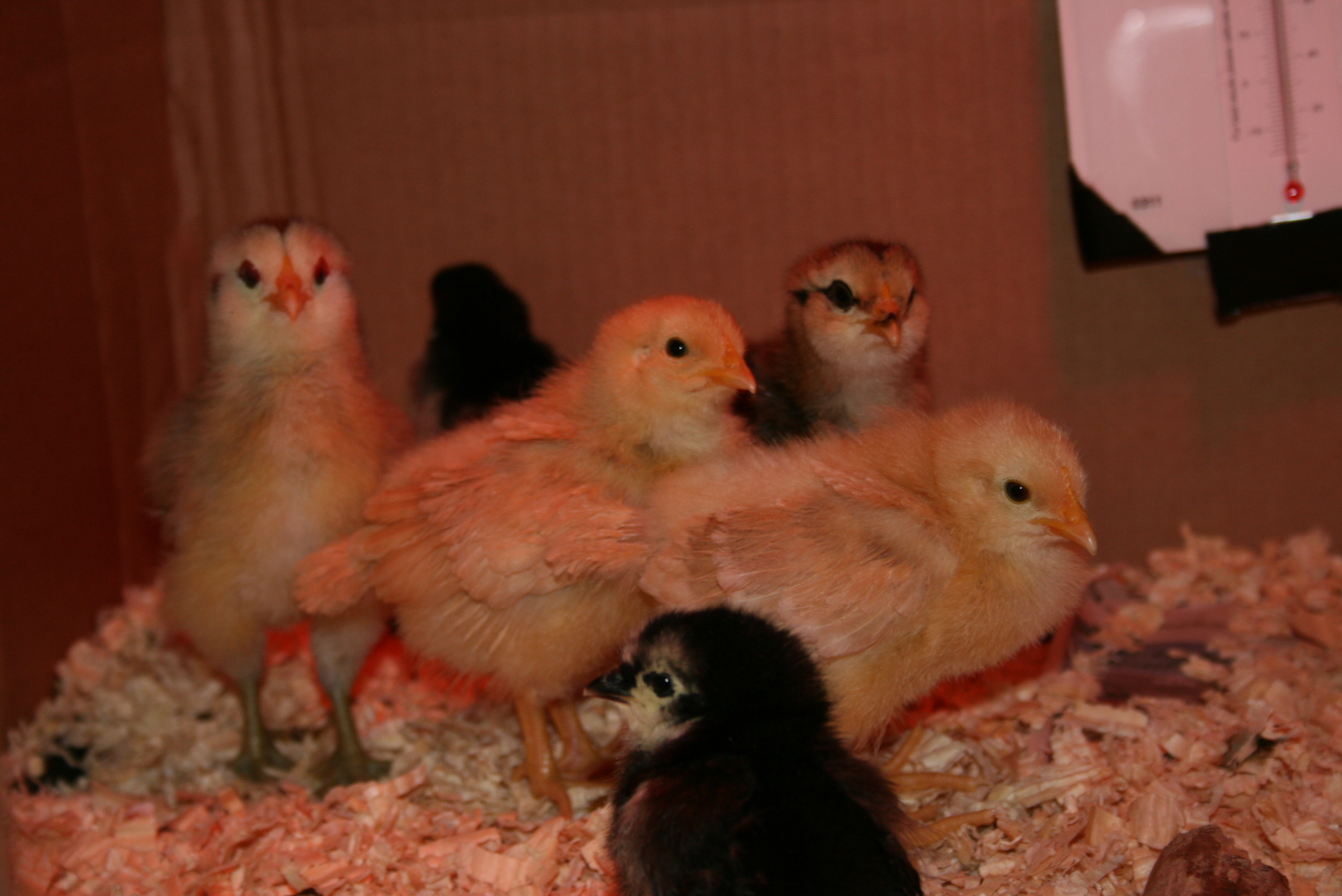 Four of the first order, now a week old, joined by the two newest additions, the Black Astralorps. Didn't take but a few minutes for them all to "dog pile" together like they'd been all together from the first day.