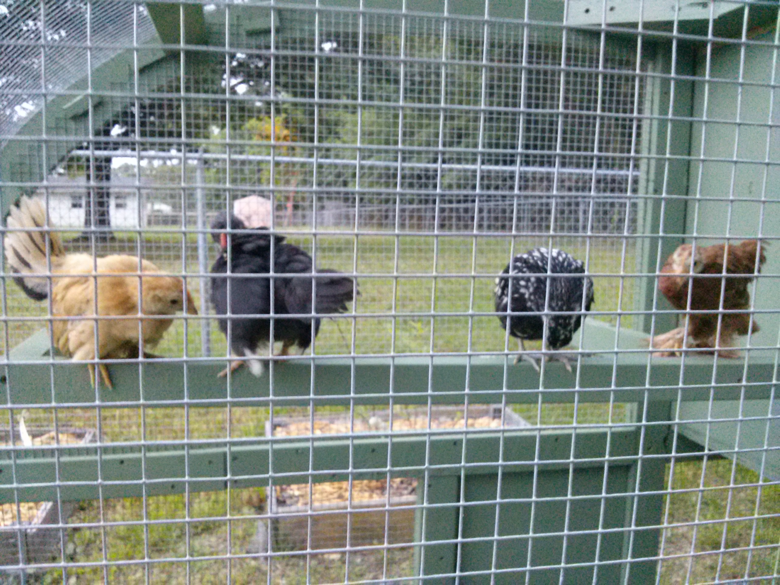 four of them found the perch almost immediately