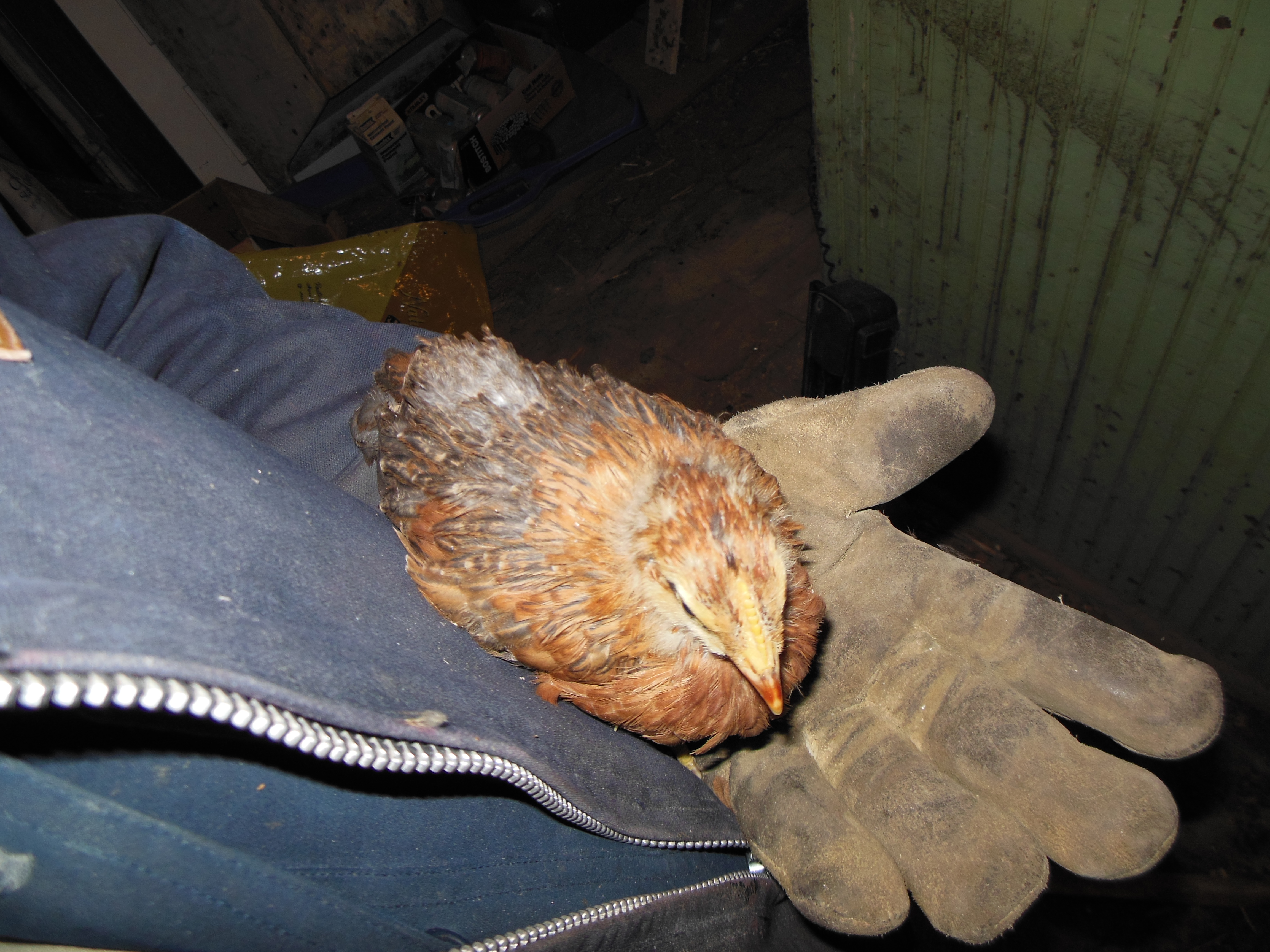 four week old pullet